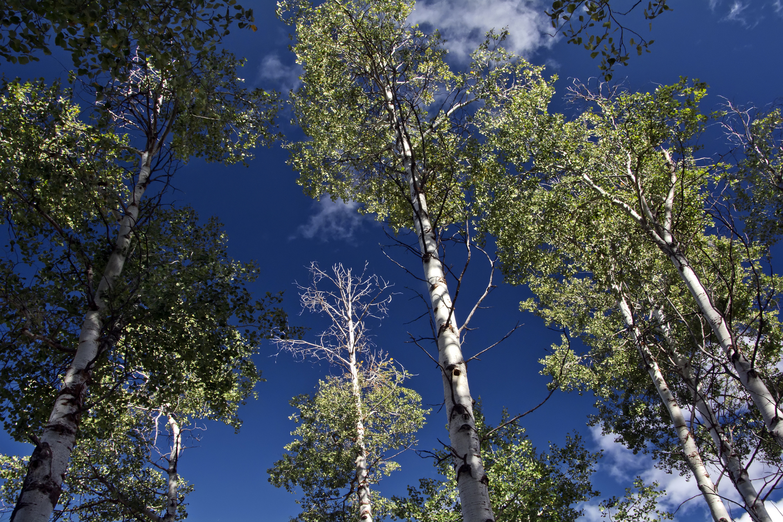 aspen in sun_DSC8947.jpg