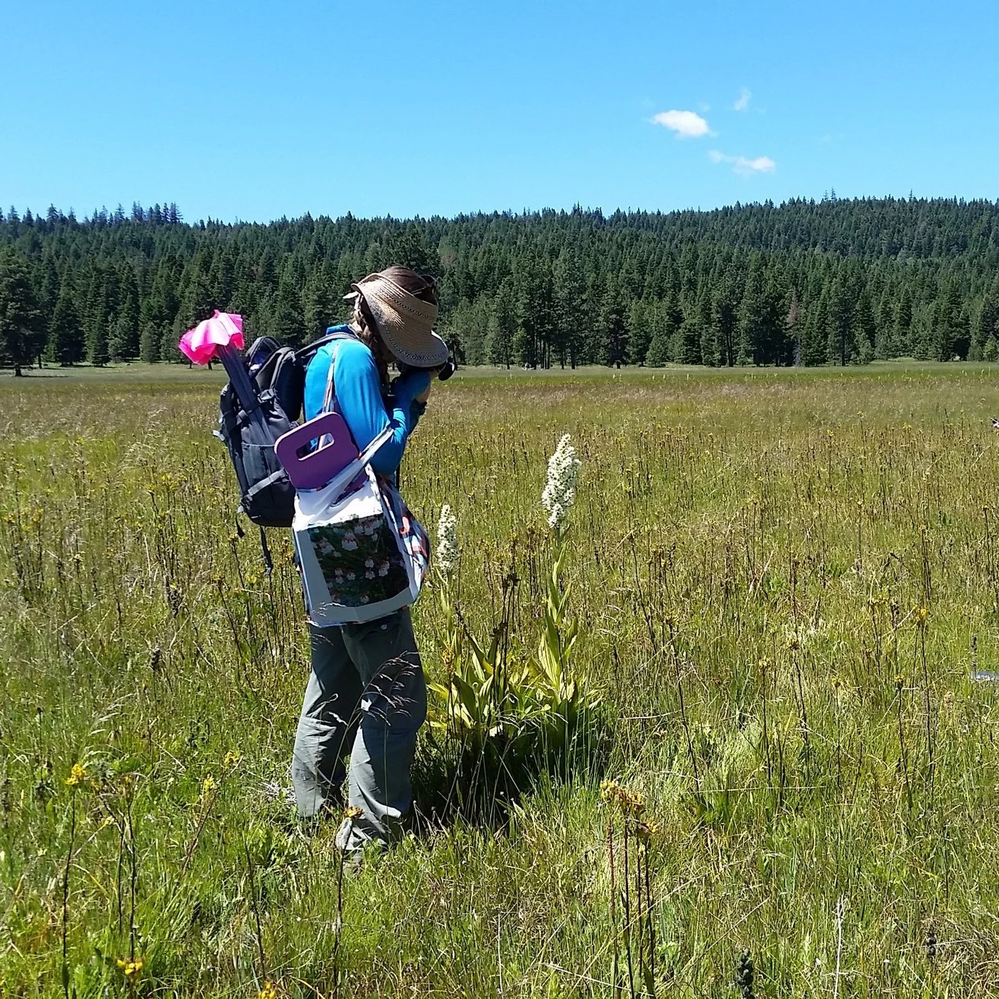 native-plant-botany-study-wildflower.jpg