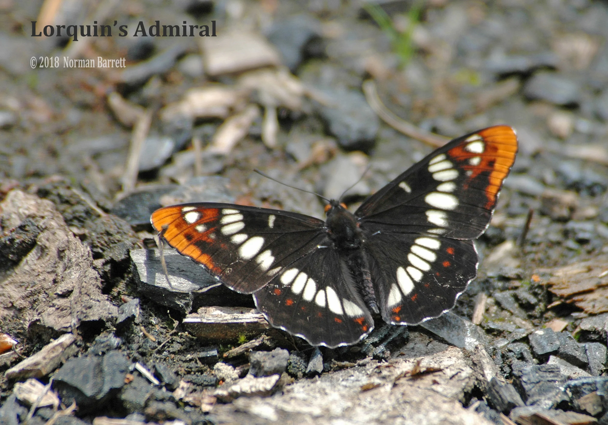 Lorquin's Admiral LORAD 004.jpg