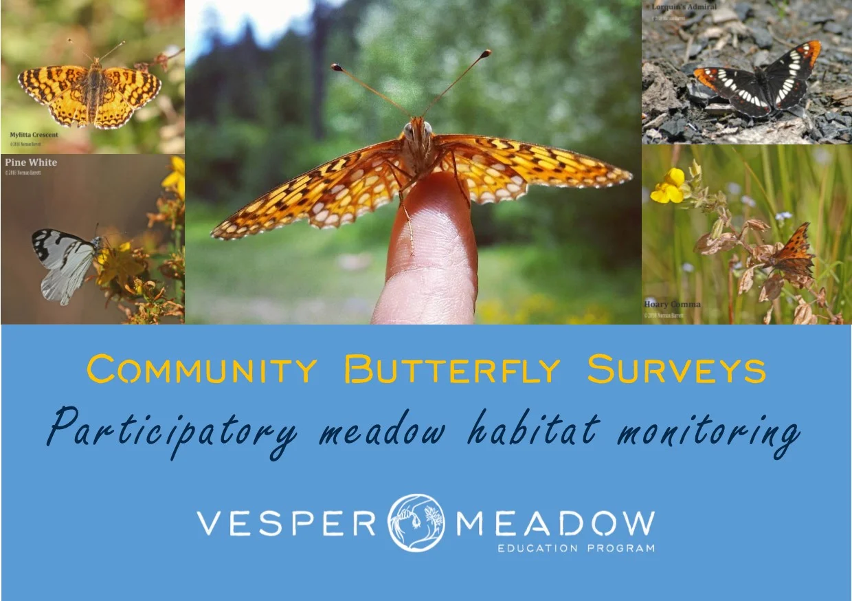 Butterfly-monitoring.jpg