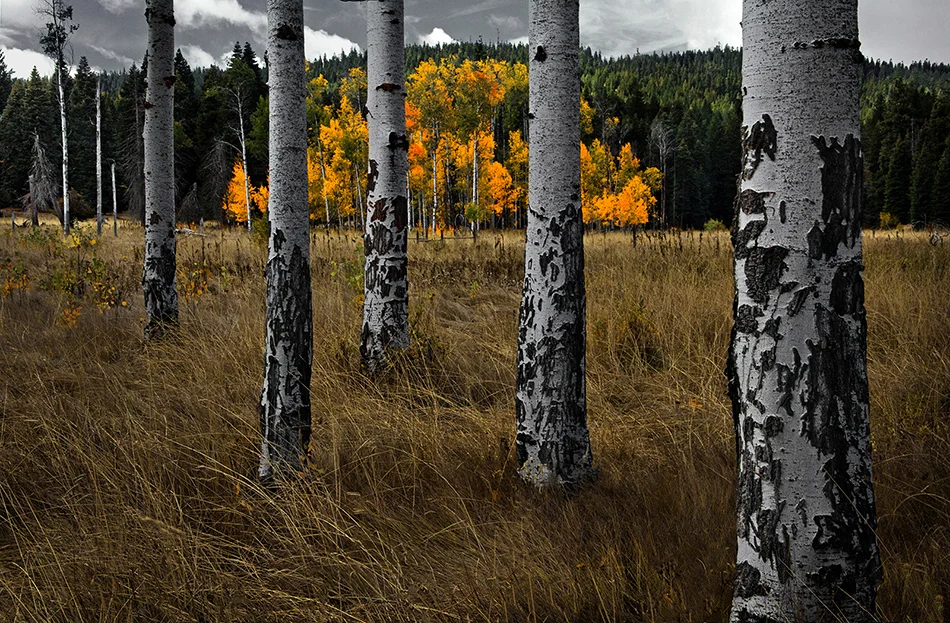 aspen color through aspen trunks FB_DSC9175 (1).jpg