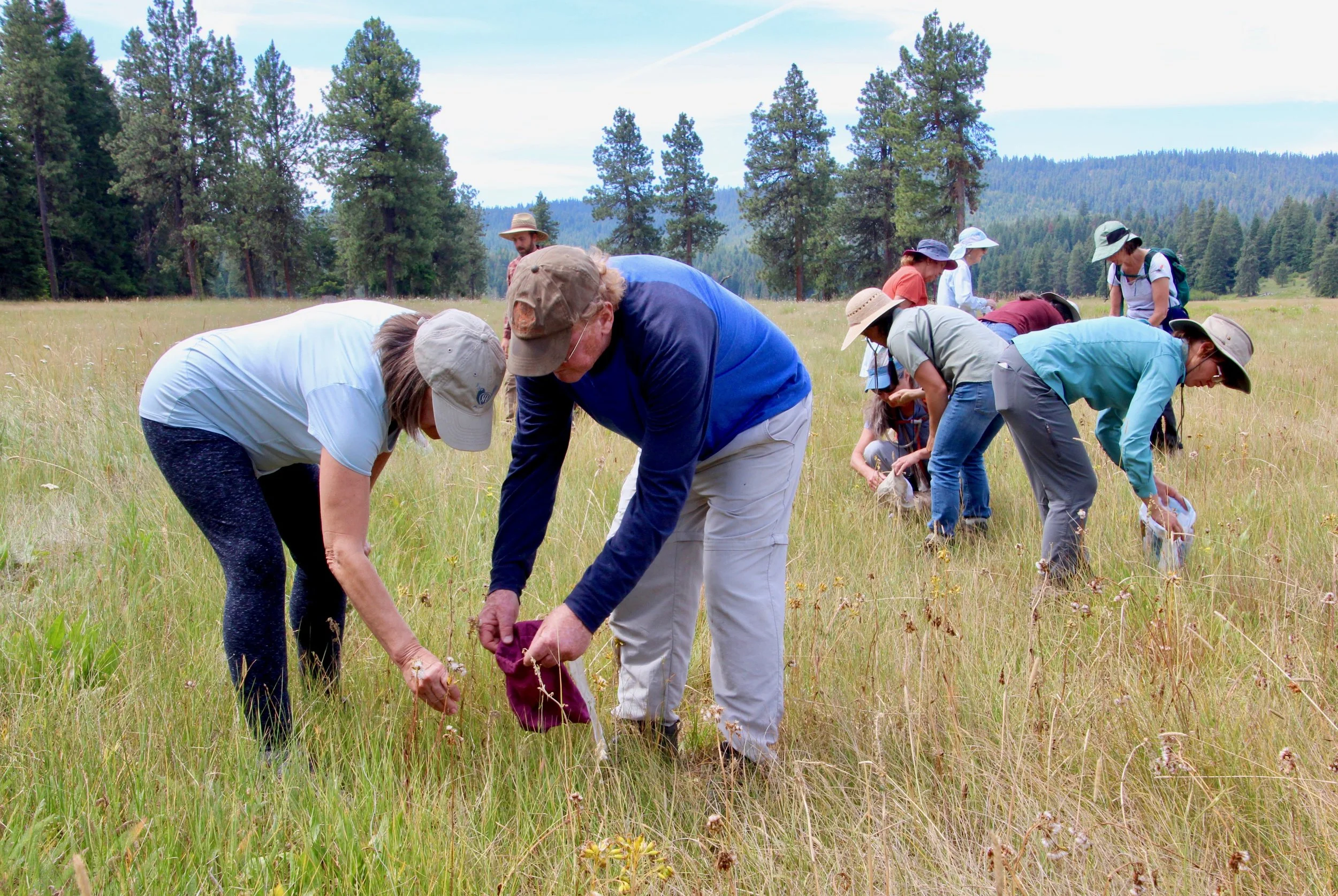 Collecting seeds of native food plants for future restoration projects, August 2019. Photo by Linda Thomas
