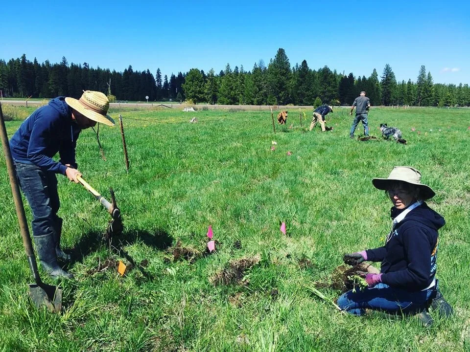 Our big news! Vesper Meadow Education Program merges with The Understory Initiative