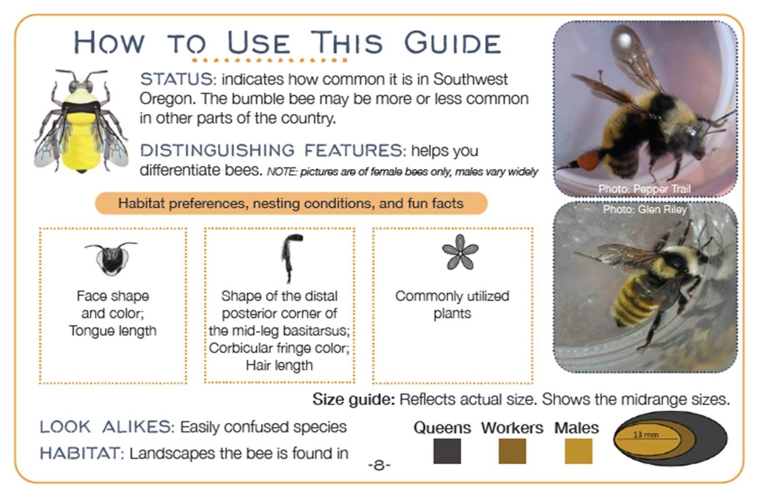 Bee identification guide