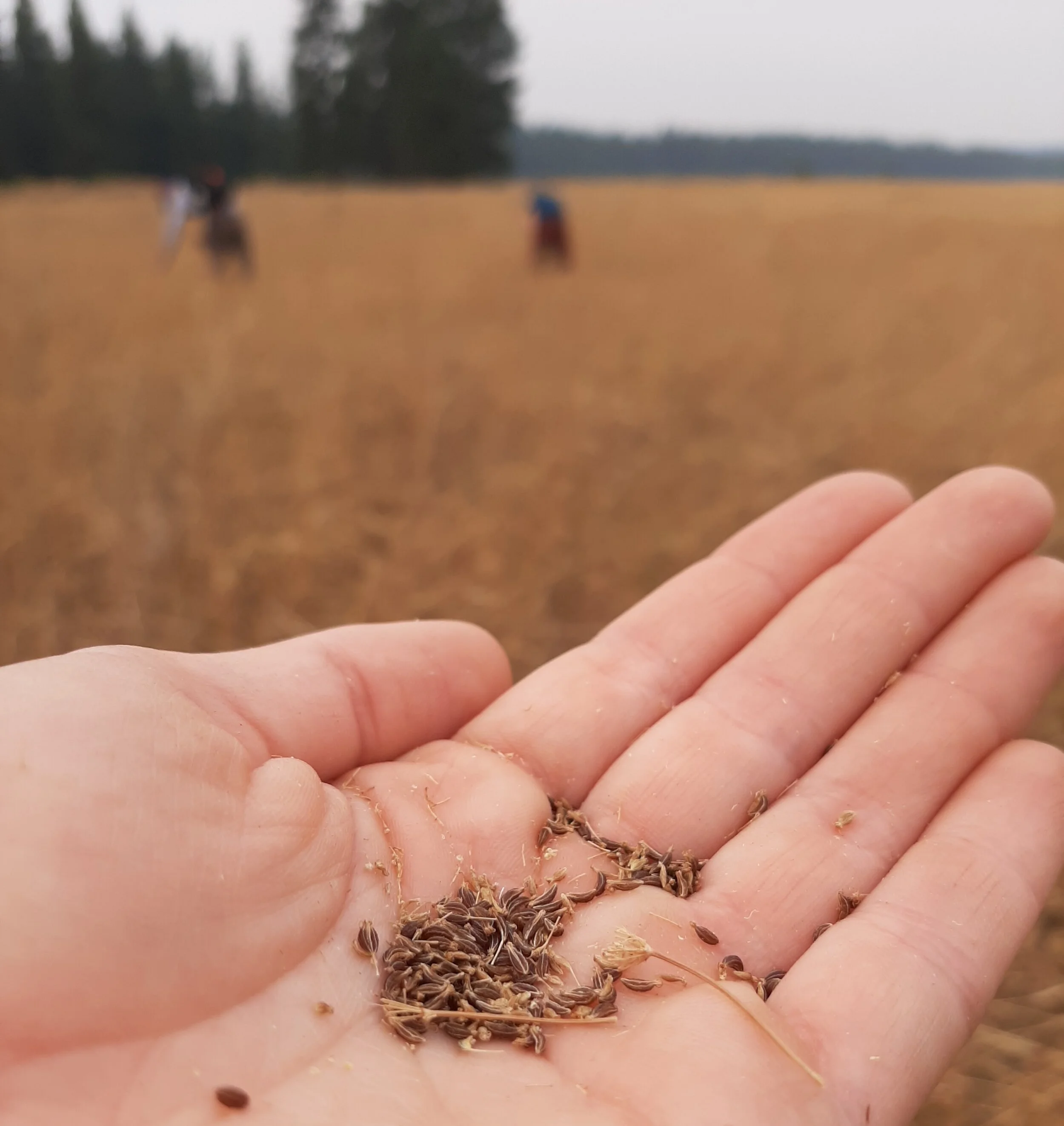Getting Seedy: collecting native seeds for pollinator habitat restoration
