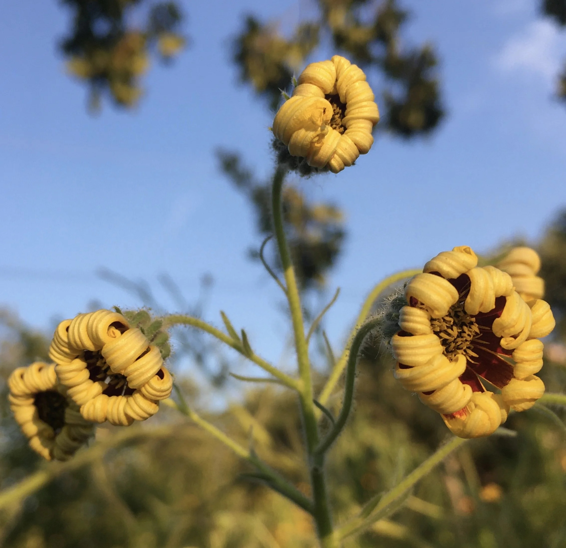 Native Food Plants: Meet the Plants