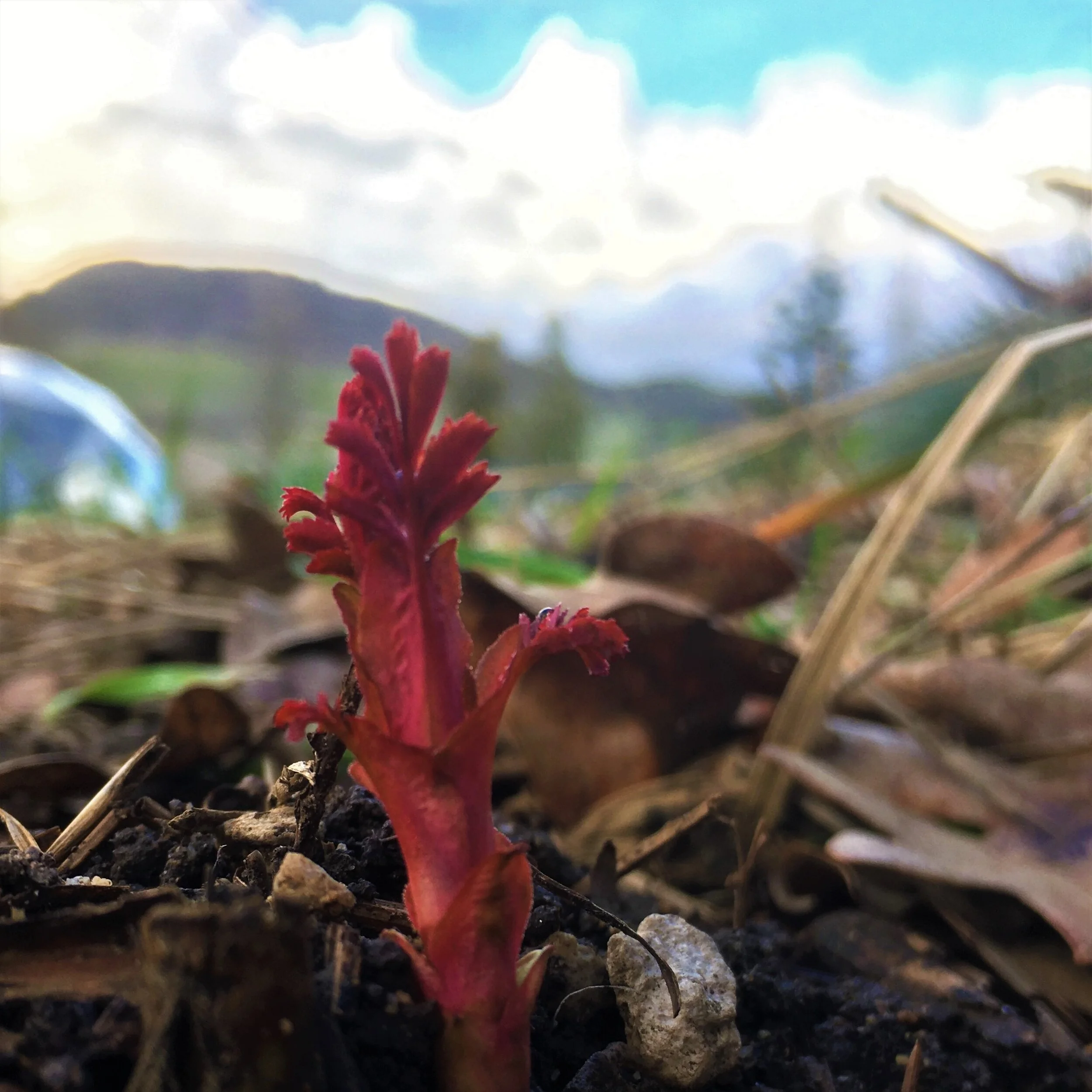 Native Food Plants: Meet the Plants II