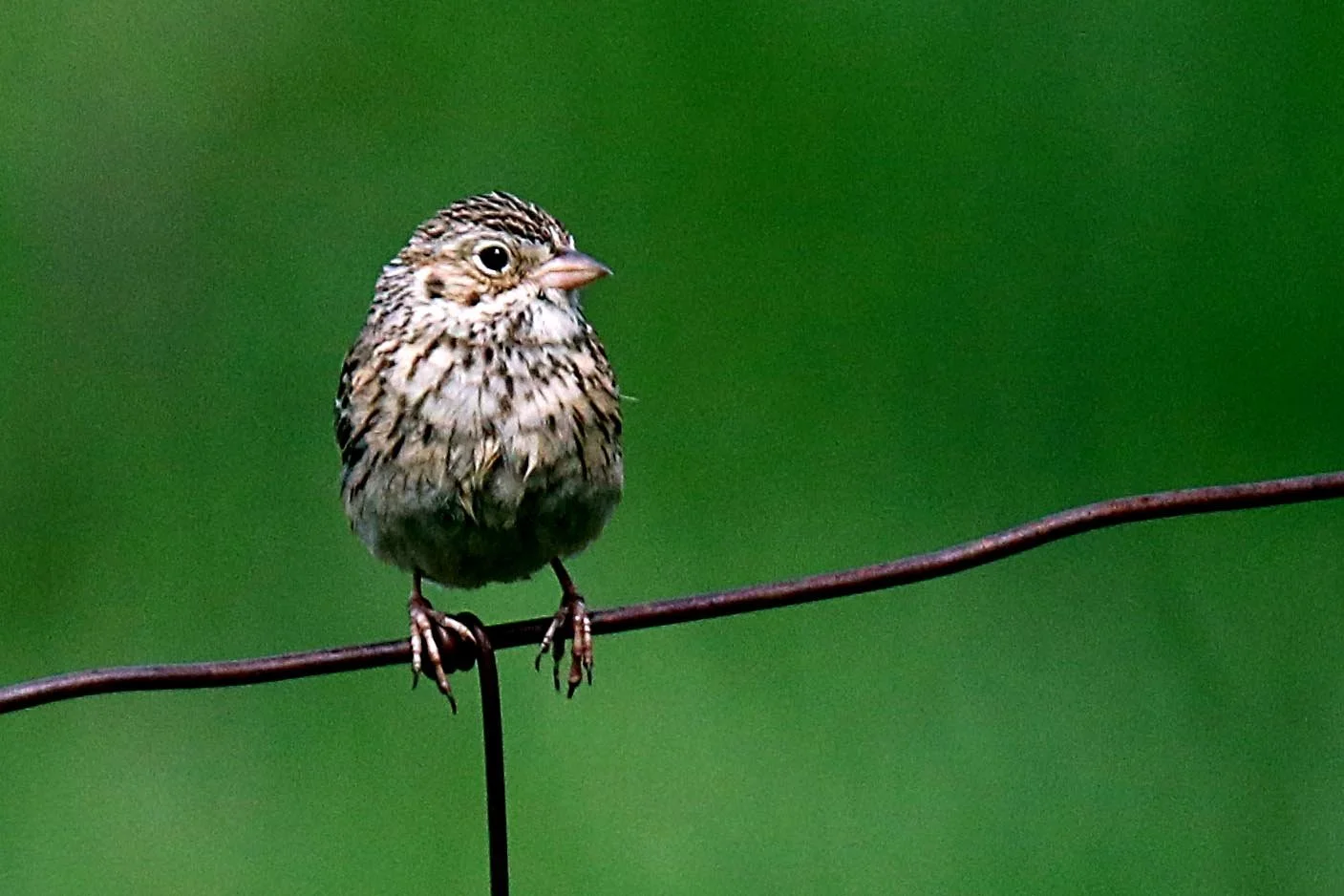 Latest Vesper Sparrow Research with partner at the Klamath Bird Observatory 