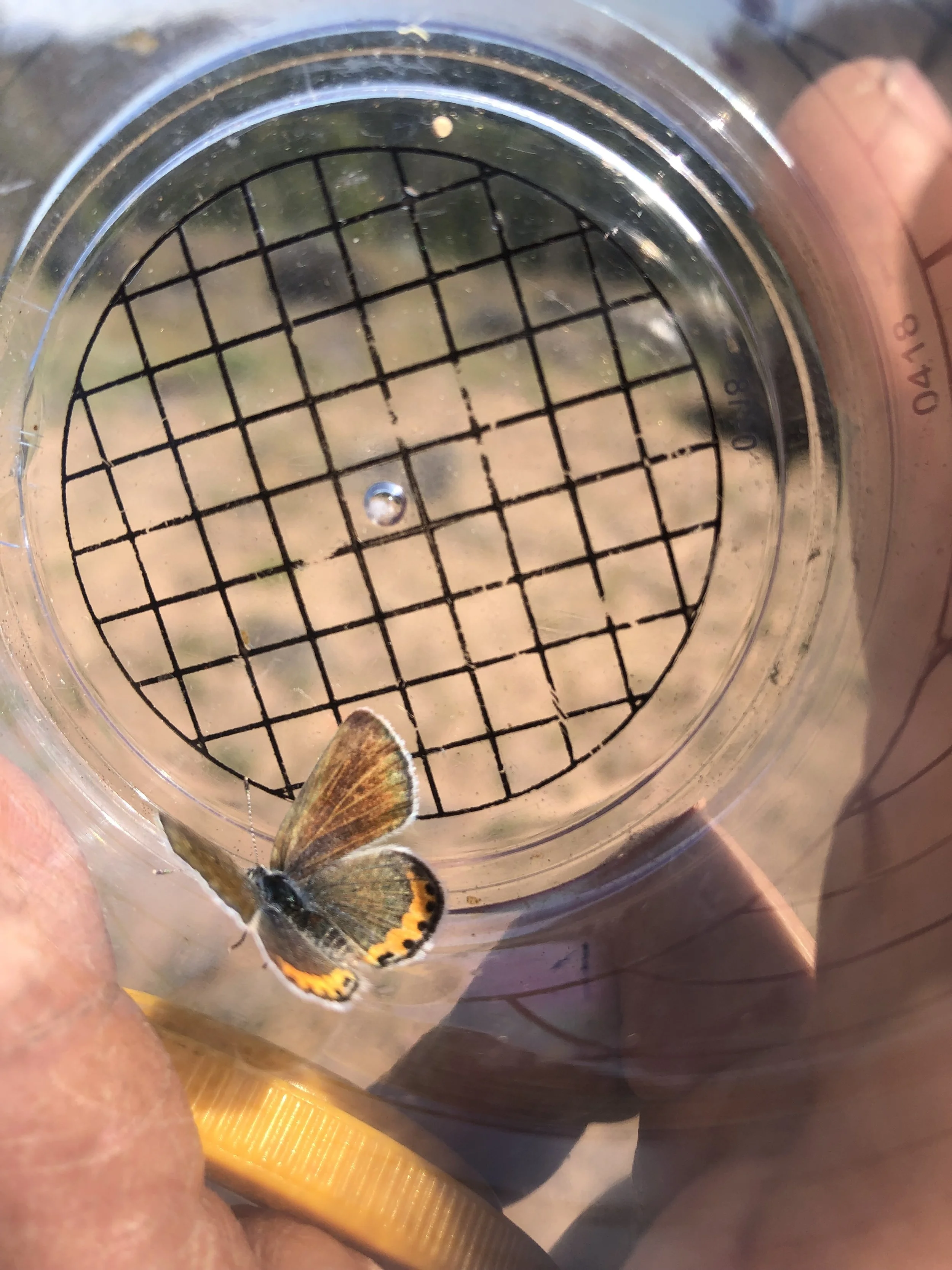 Chasing butterflies and restoring their food: my internship with Vesper Meadow 2022