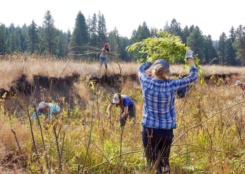 Willowplanting20201003-Linda-Thomas.jpg