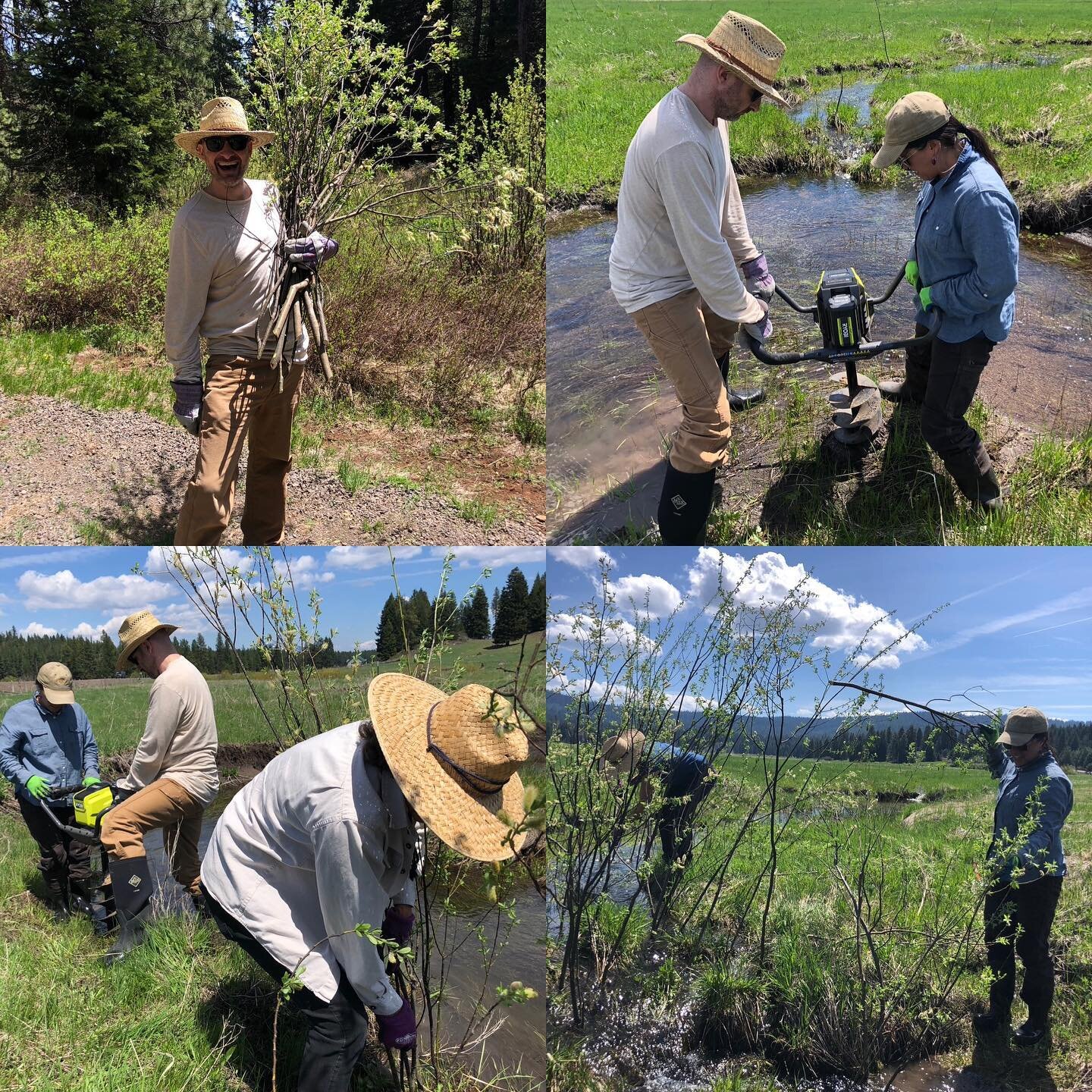 Work Outside Wednesday (with Willow 🌿✨) was a wonderful success today! 

From gathering to planting it was a full day and when we were done, another section of the meadow now has willow restored. 

Grateful for the many hands (and smiles) that make 
