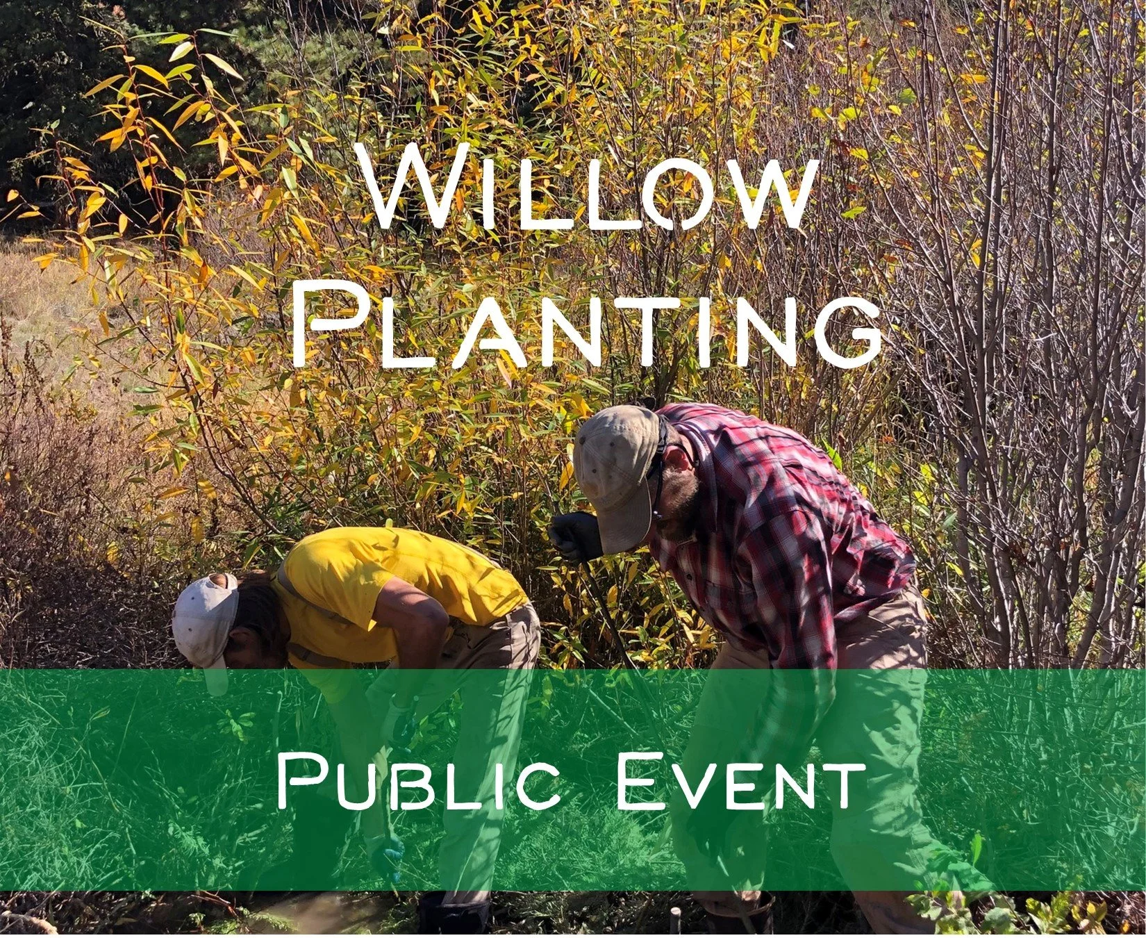 Willow Gathering Work Party 