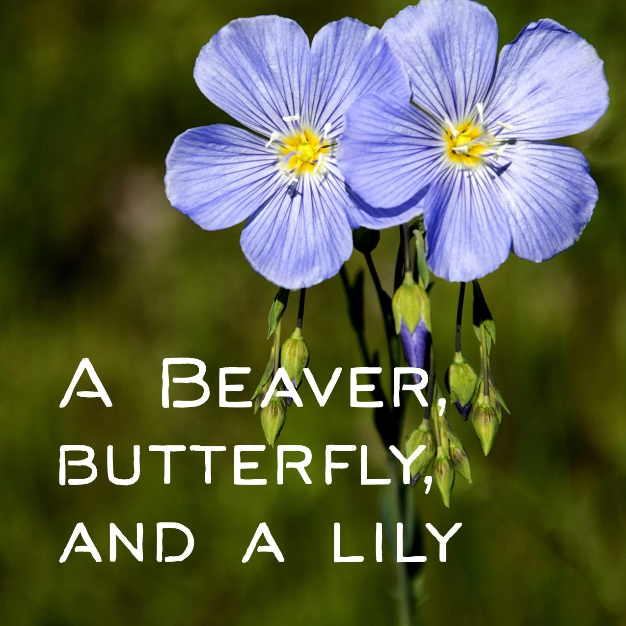 A Beaver, Butterfly, and a Lily