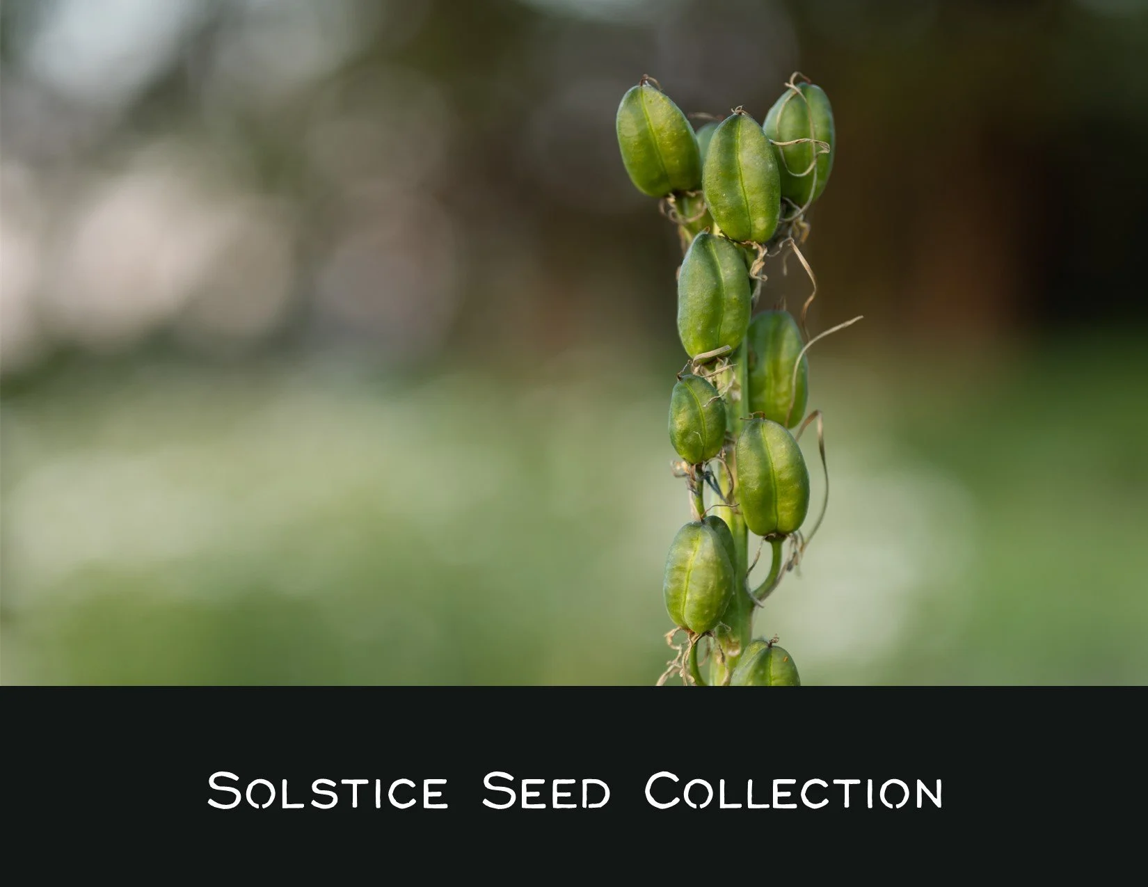 Solstice Seed Collection: evening stewardship walk
