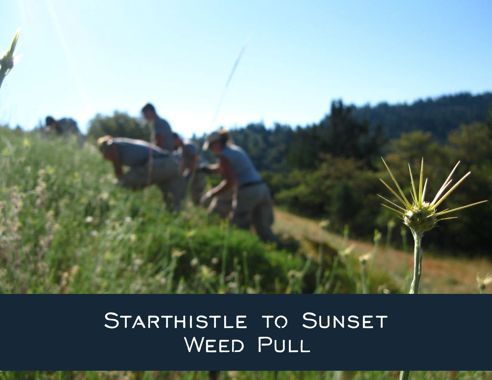 Star Thistle to Sunset: weedpull and potluck dinner