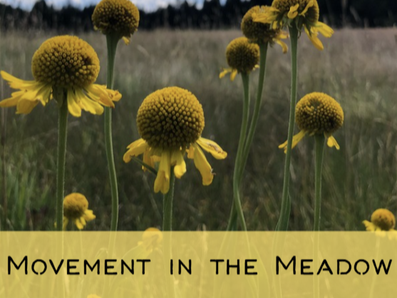 Willow and Qi: movement in the meadow