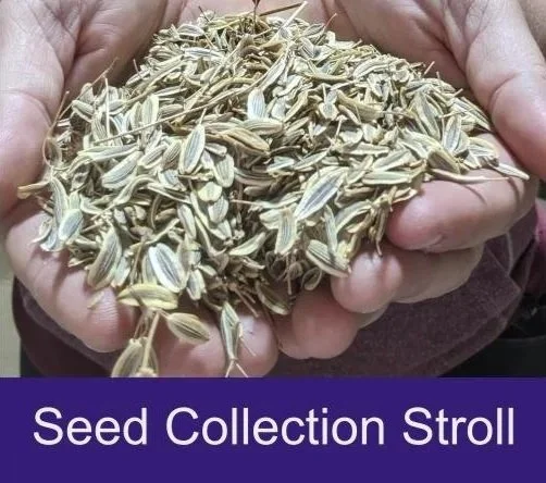 Seed Collection Stroll