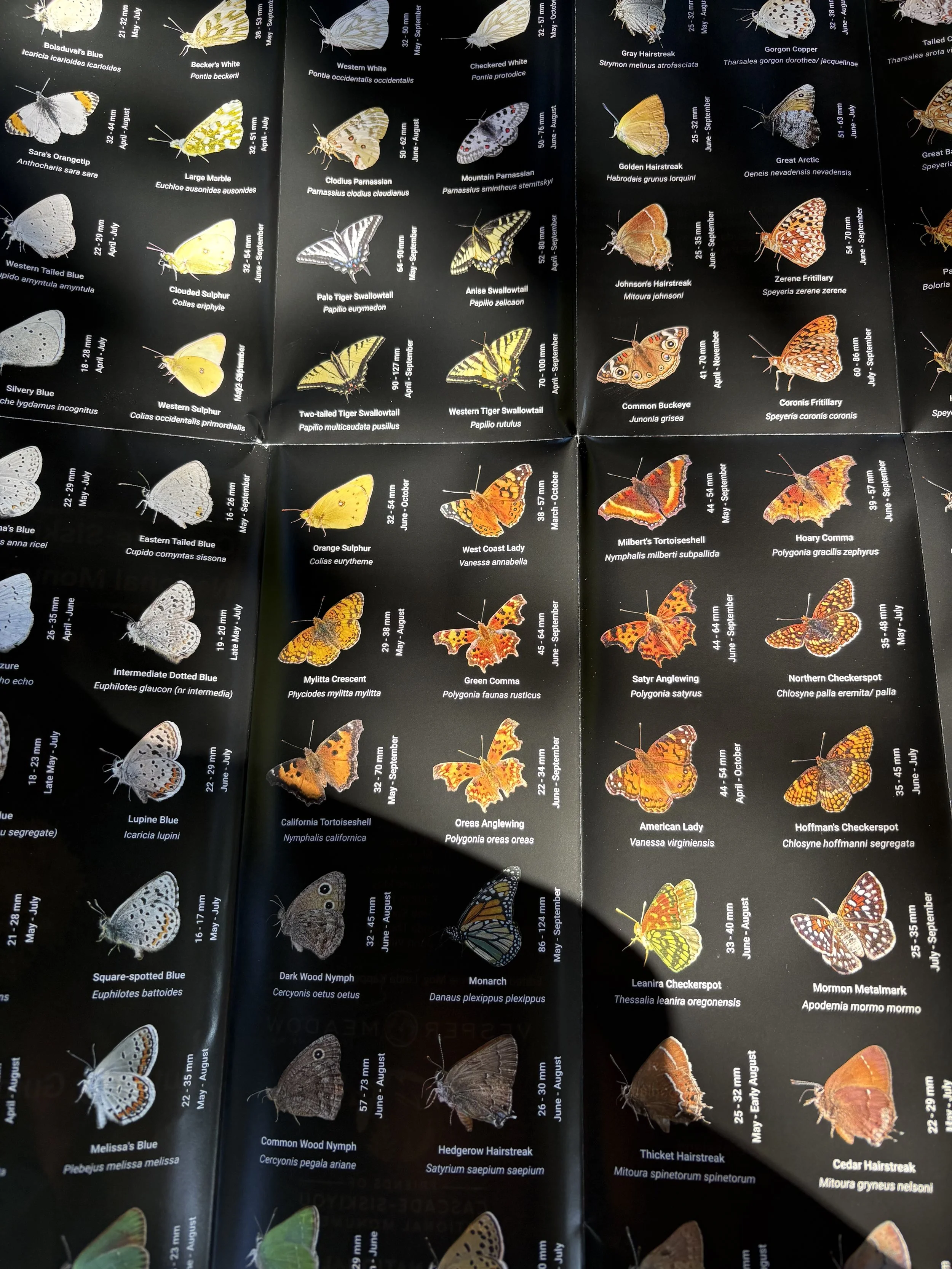 New Guide Published, Showcases 120 Butterfly Species of the Cascade-Siskiyou National Monument
