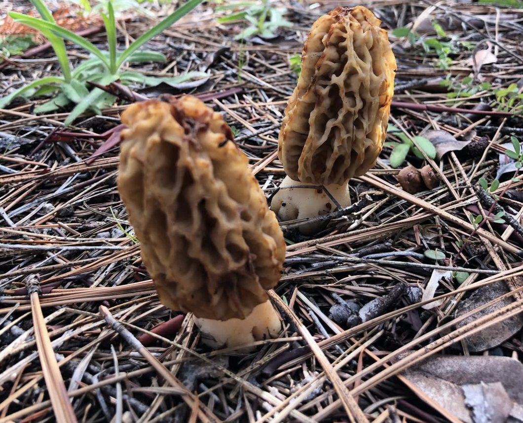 Magnificent Mushrooms and Meadow Journaling