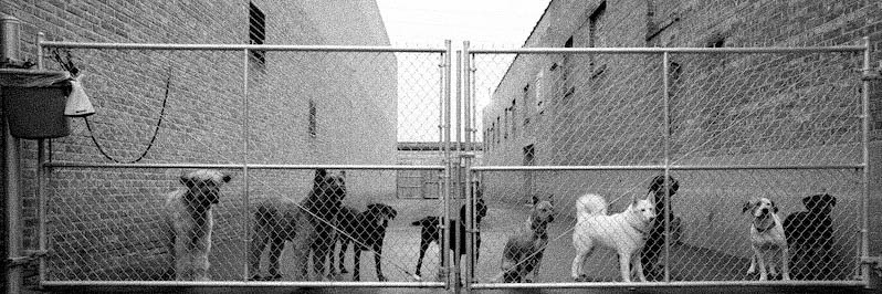 Sean's Dogs at Gate.jpg