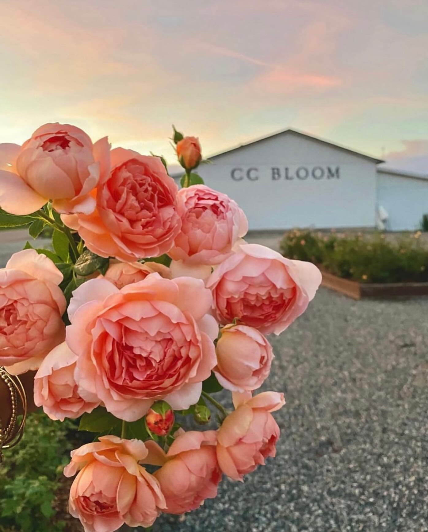 The sweet fragrance the emit can instantly lift one&rsquo;s mood&hellip;I guess I&rsquo;m obsessed you could say. Happy Saturday 😊 

#gardenroses #davidaustinroses #okanaganflowerfarm #okanaganflowers #ccbloomflowerfarm