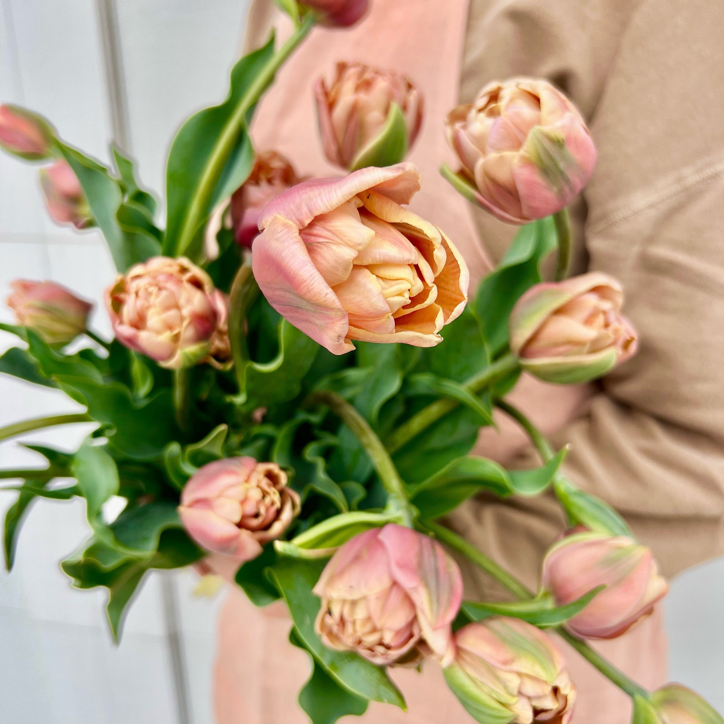 MOTHERS DAY HOURS : MAY 10&bull; 11&bull;12 { 10am-4pm}
💗💗💗
Specialty Tulips in Store!! 
&bull;
Or find some
@theroomcollection 
@elevate.hairstudio pop up market MAY 11

We also have a ton of wonderful artisans that will be in the shop all summer