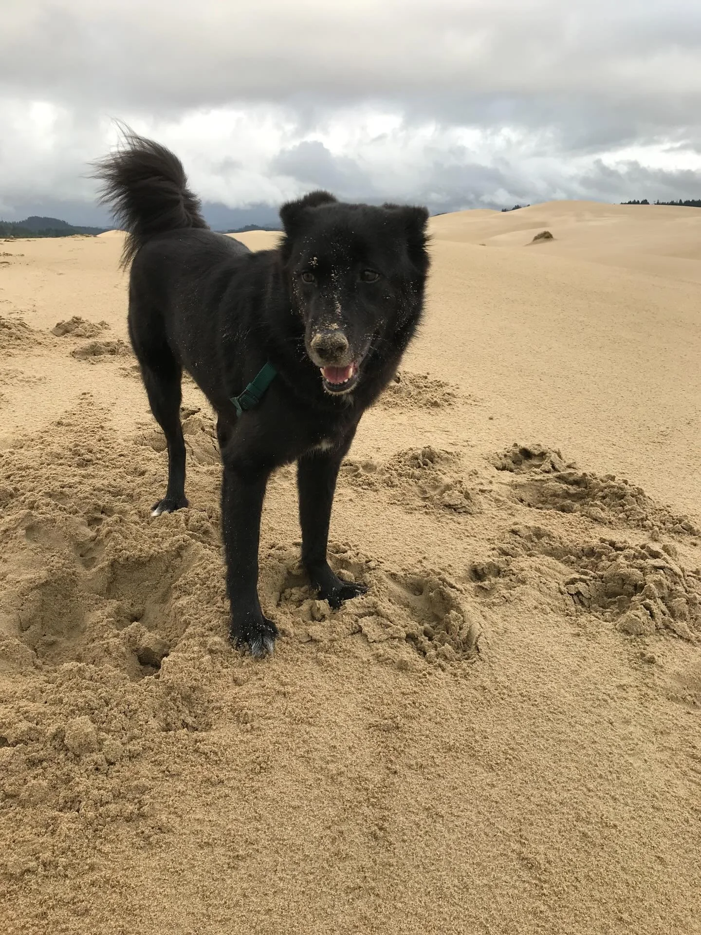 Dogs teach us how to be better humans. I know not everyone is a dog person, but for those who have had and loved a dog, there is nothing like it. Everest was my first dog, my first true love, and the most steady, patient, and perfect friend. Most peo