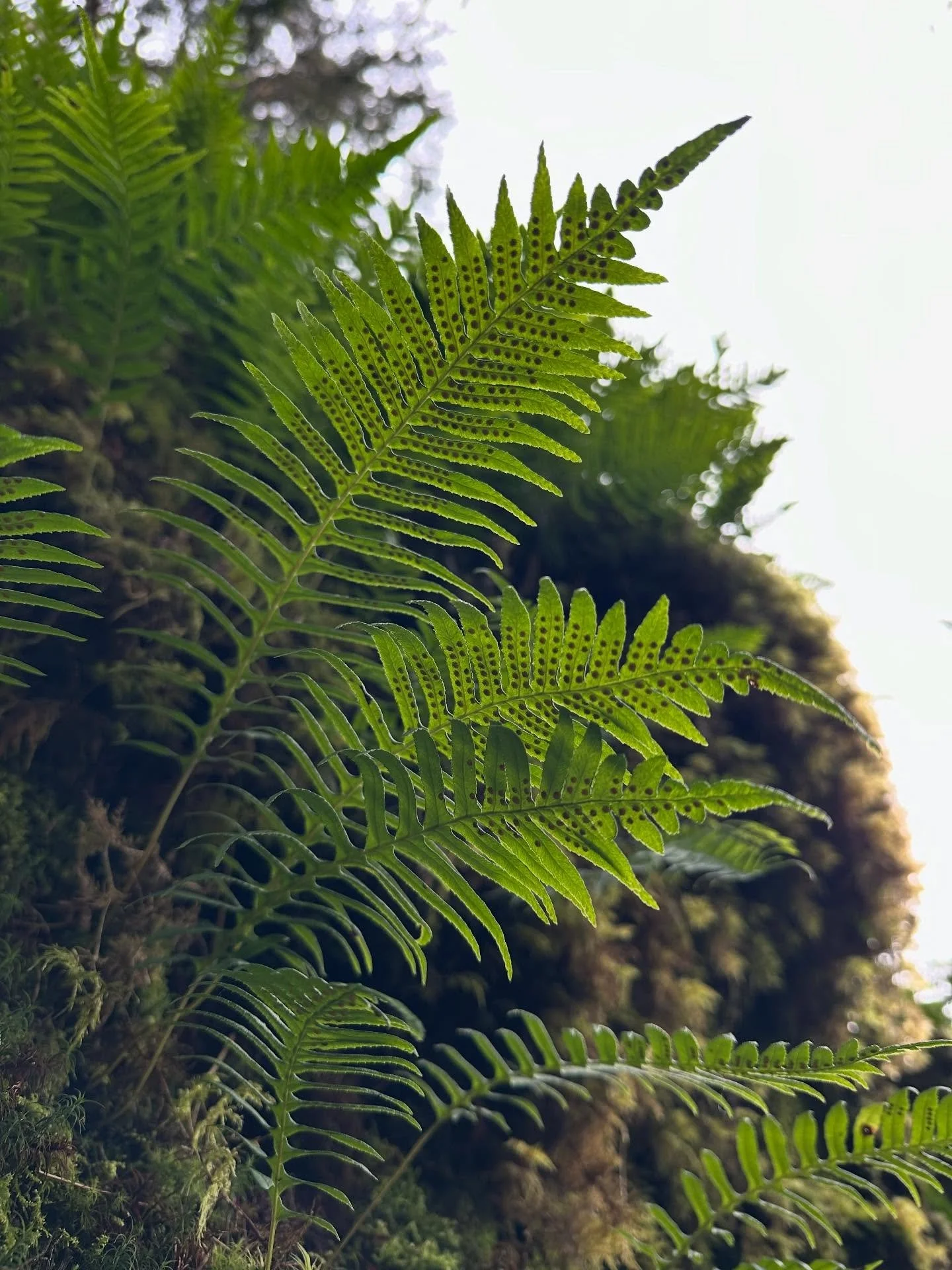 As the light lingers a little longer each evening and the soil begins to warm and soften beneath our hands, there is a quiet, undeniable shift happening around us. You can feel it. We are not separate from this rhythm. 

And yet. This season of renew