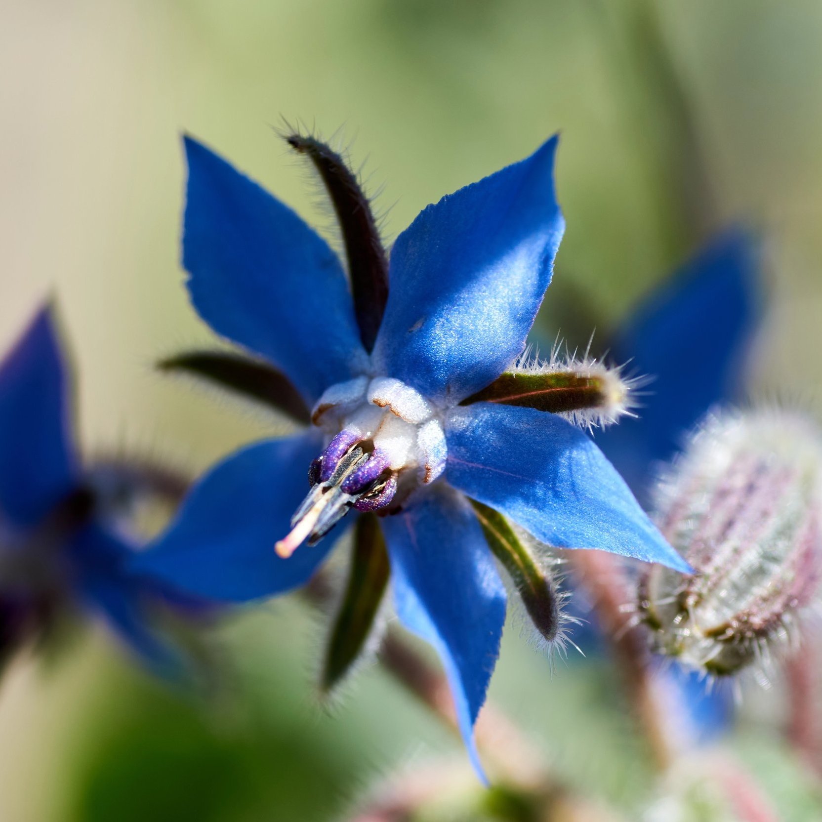 Borage+Flower+close+up.jpg