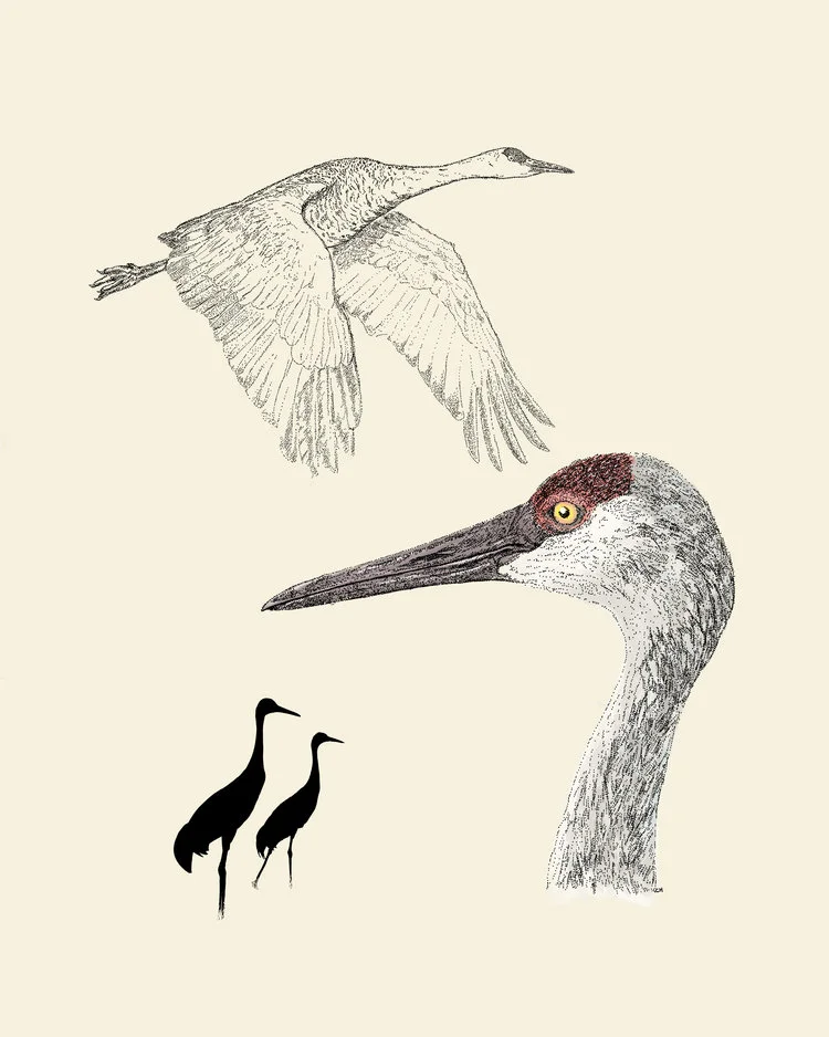 sandhillcranecollagehalfcolor.jpg
