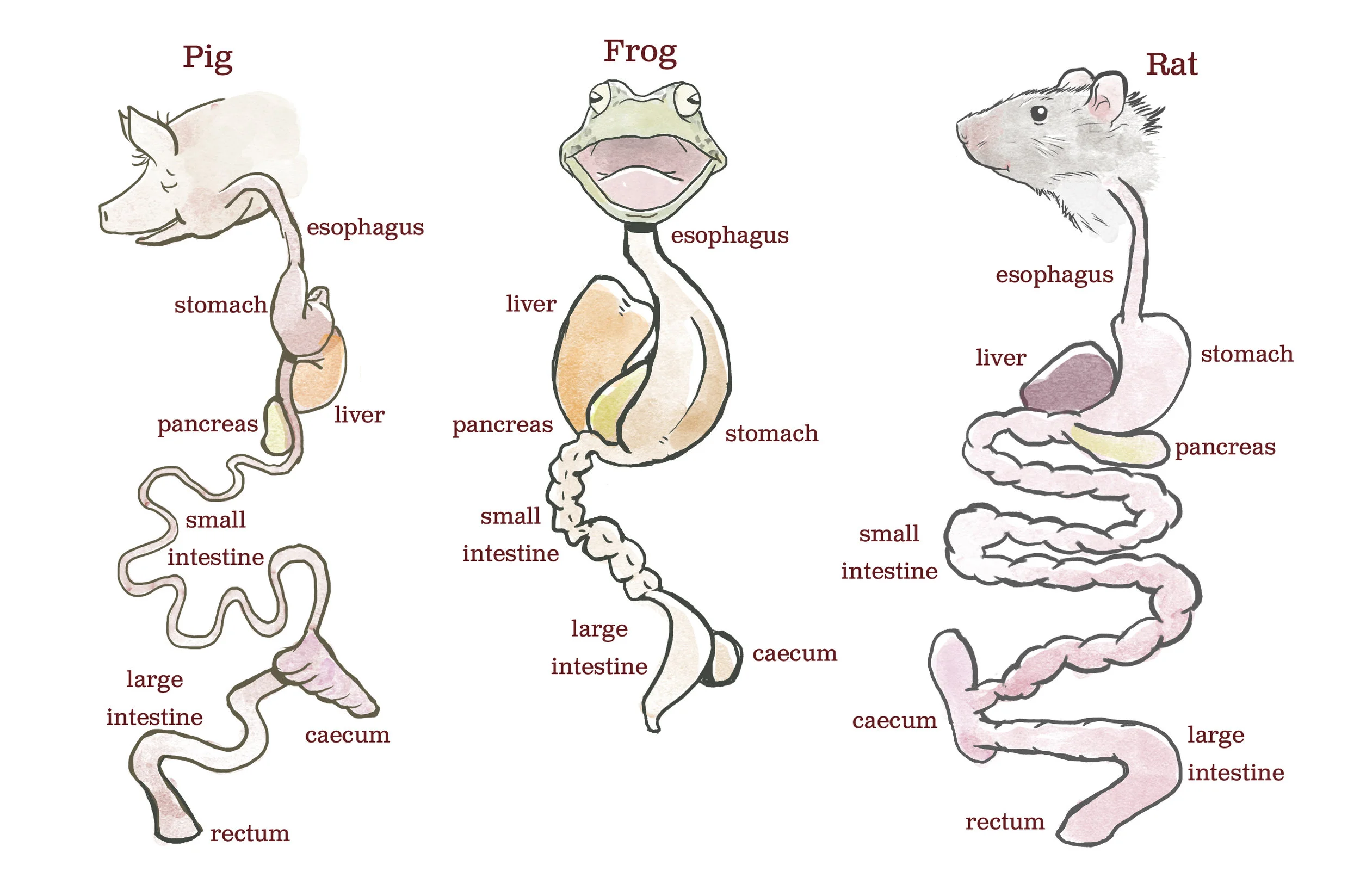 digestion systems with labels.jpg
