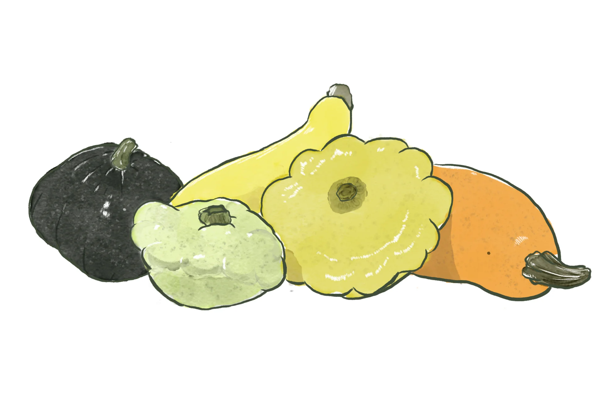 summer squashes.jpg