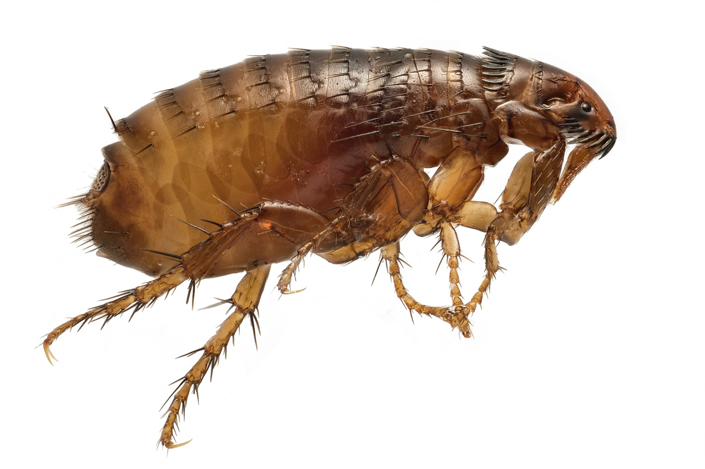 flea.png