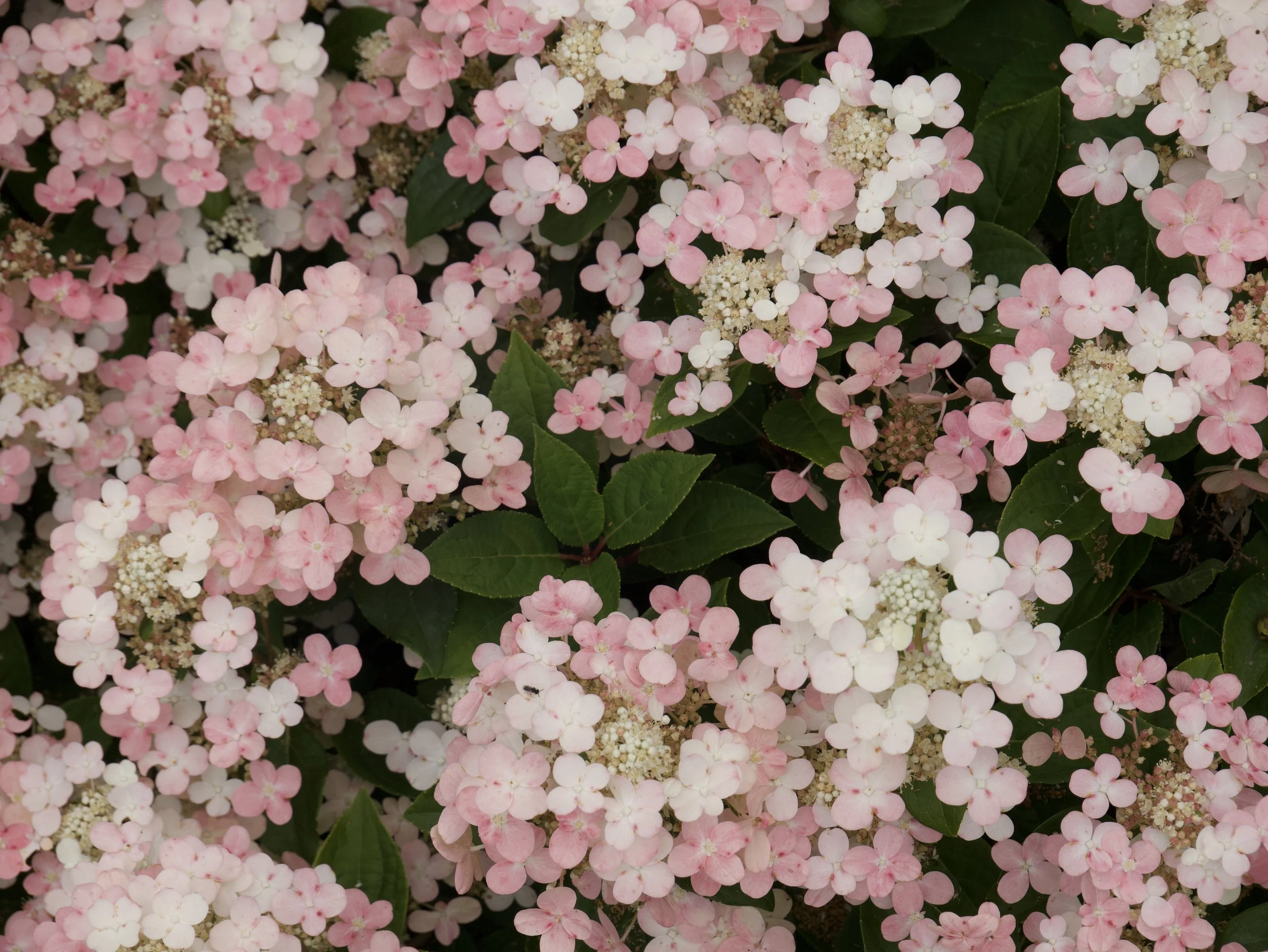 P1048010