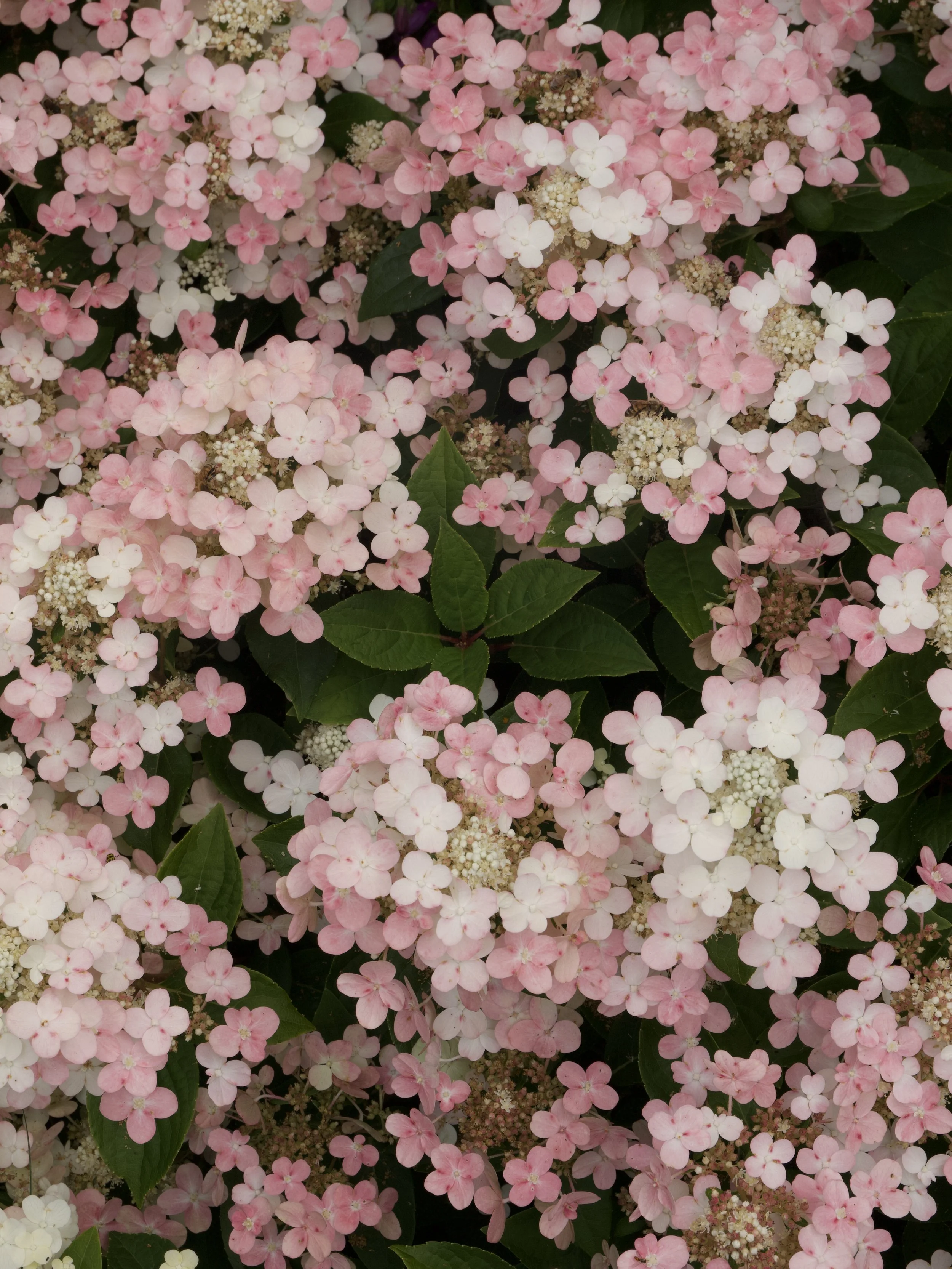 P1048038