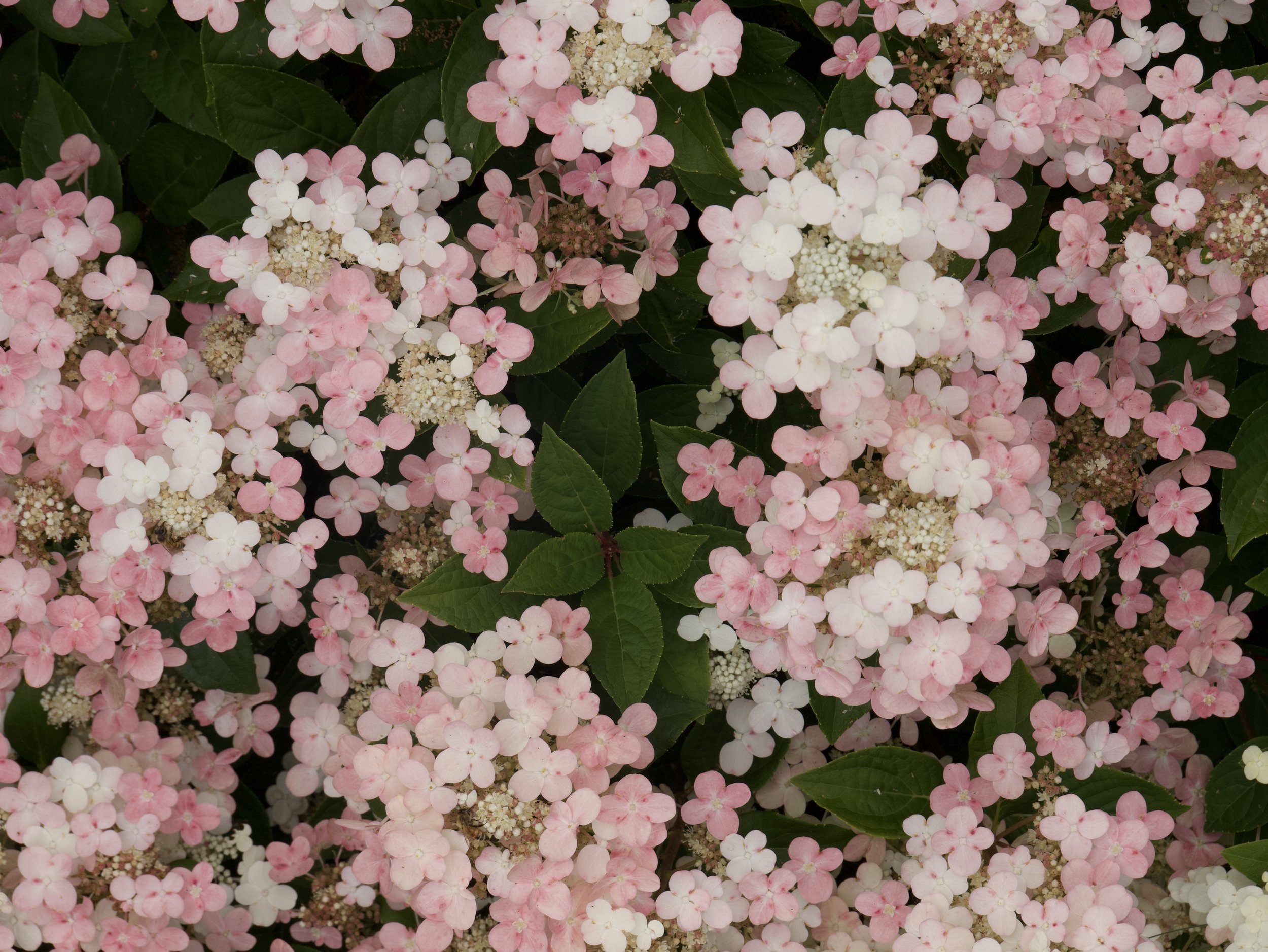 P1048046