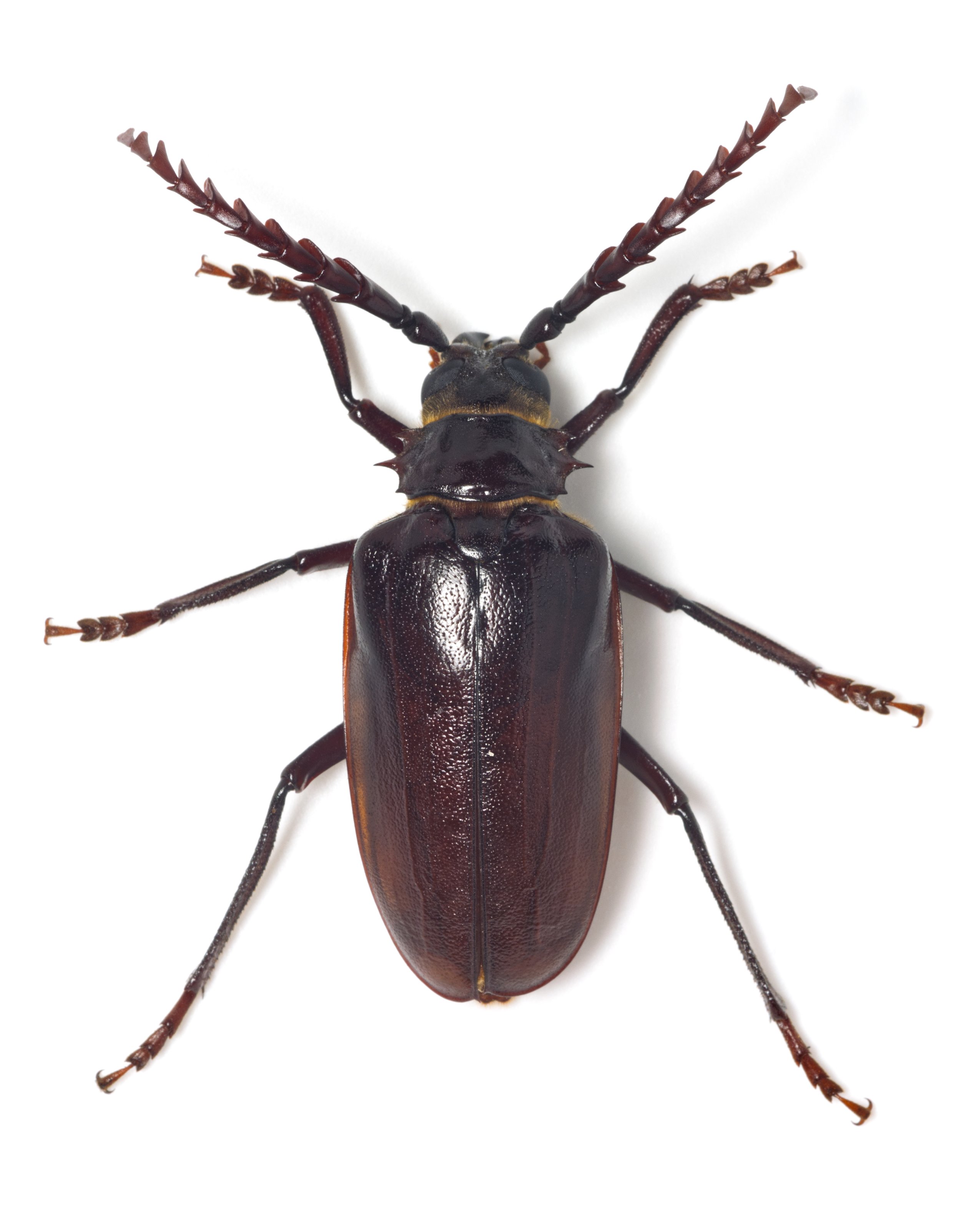 Prionus californicus dorsal.jpg