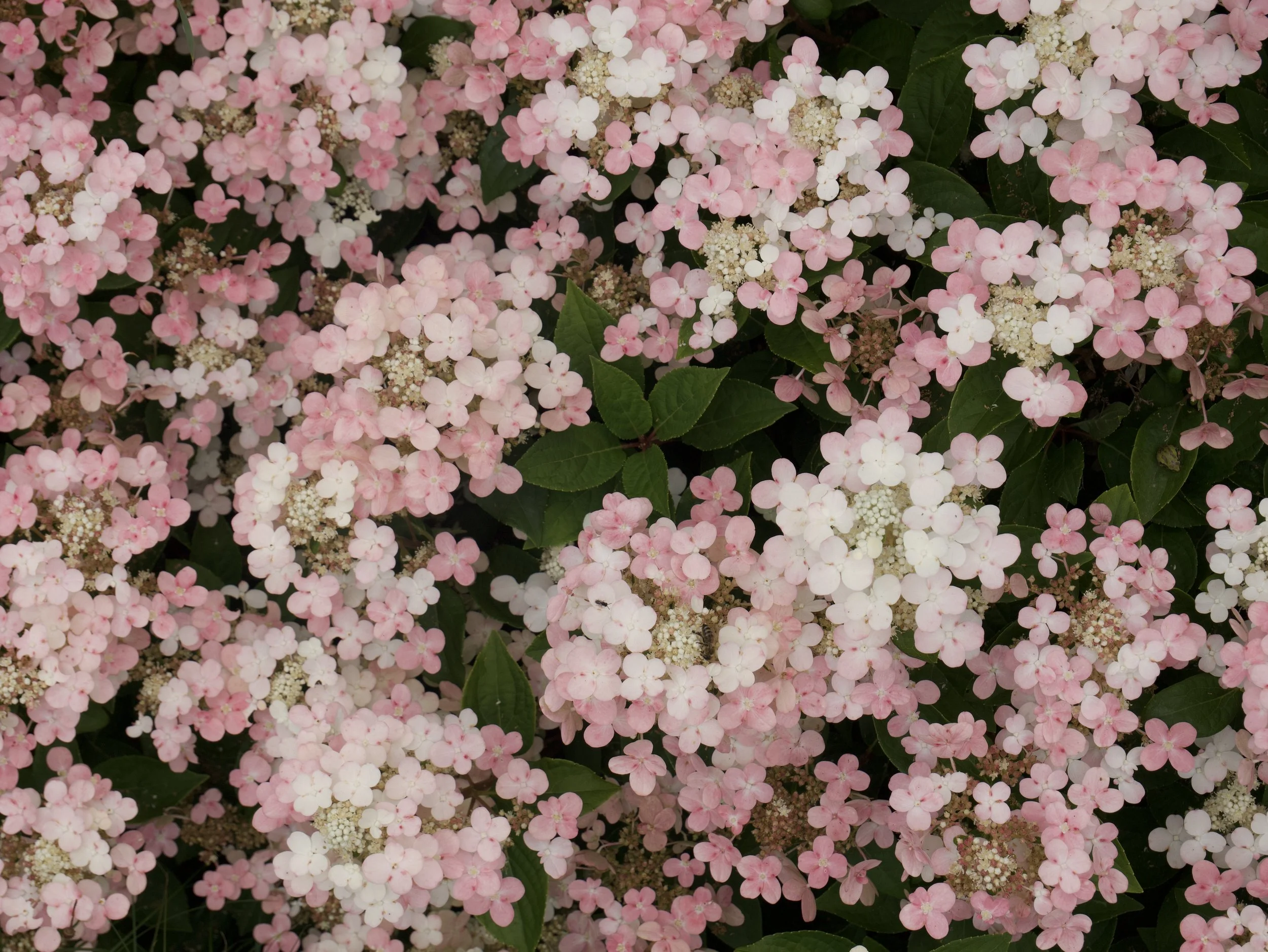 P1048005