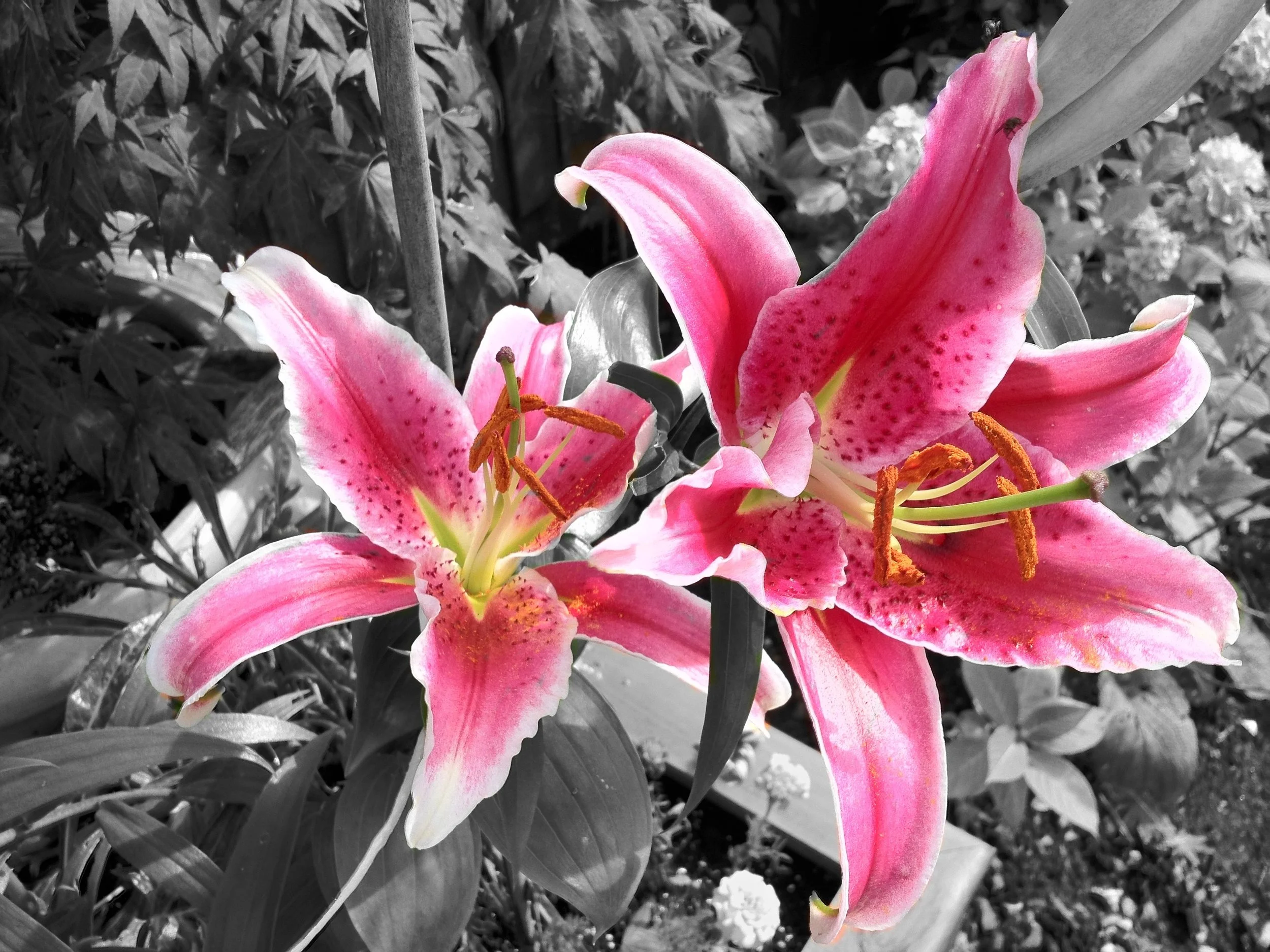 lily_flower_day_lily.jpg