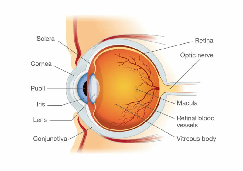 eye anatomy.jpg