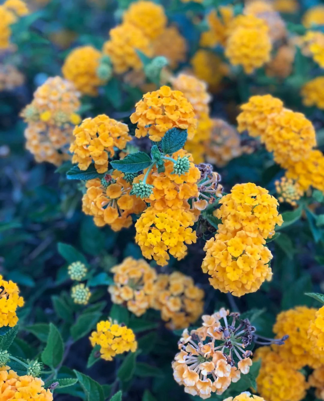 Flower Shower Ceremony Feat Co- Host Healers: Nicole &amp; Liz