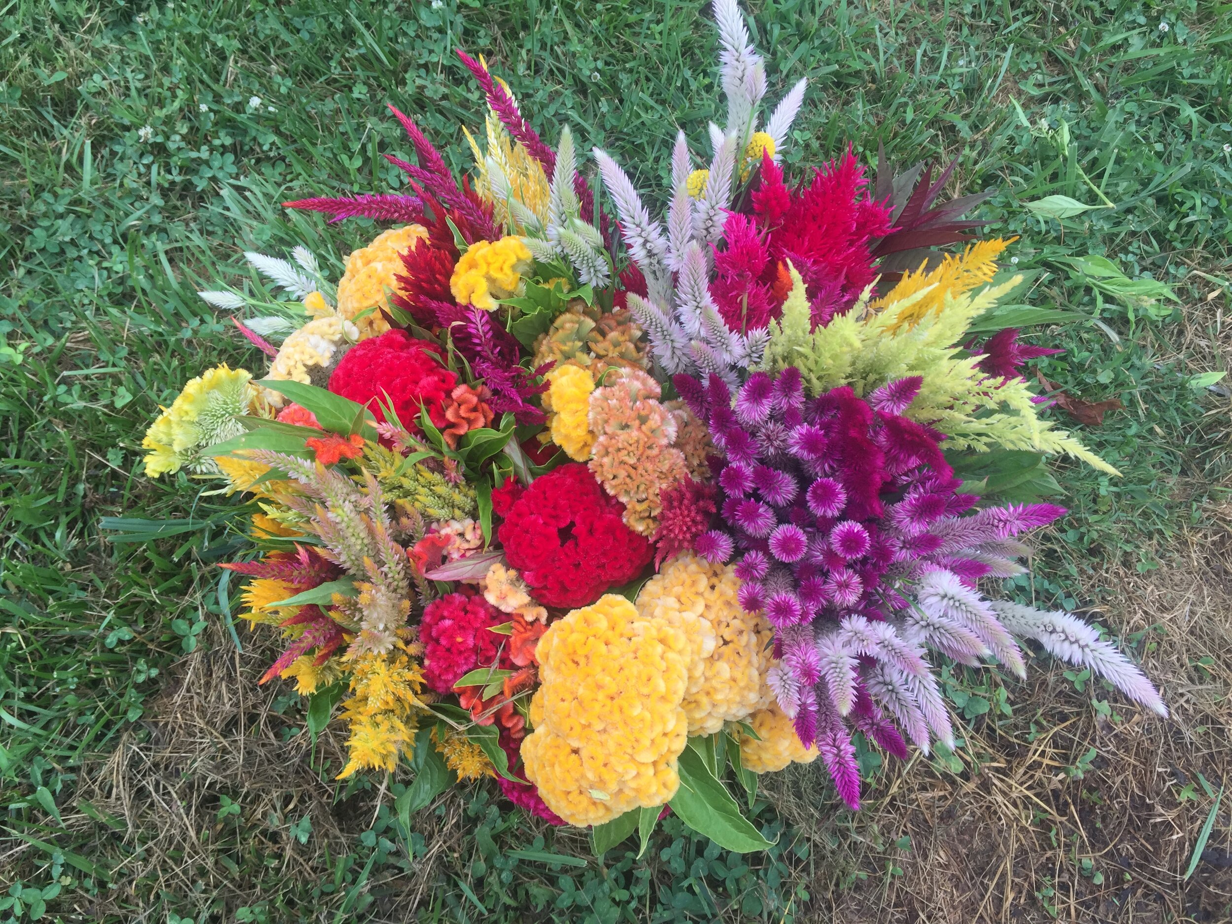 Flower Night at Curly Girl Farm, Sunday, September 8, 2024