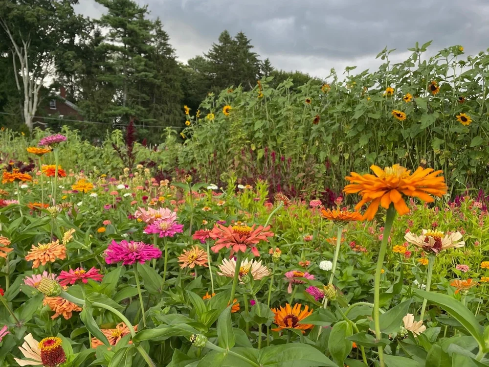 Purchase — Curly Girl Farm