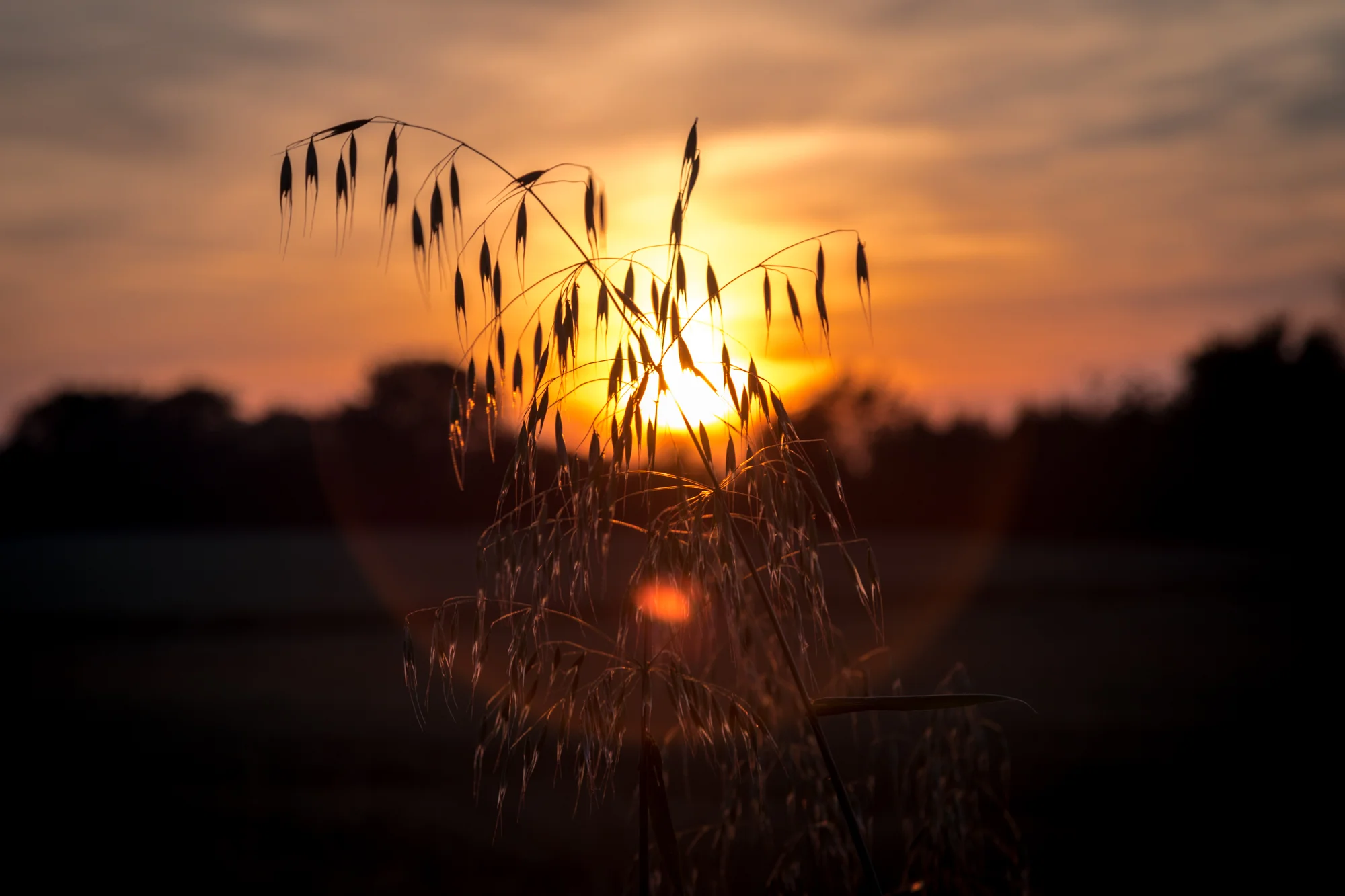 Sunset through grass