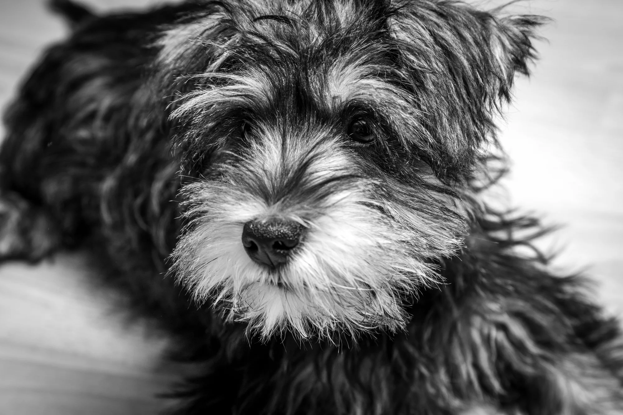Pets - Photographer - Brian Duffy -1.jpg