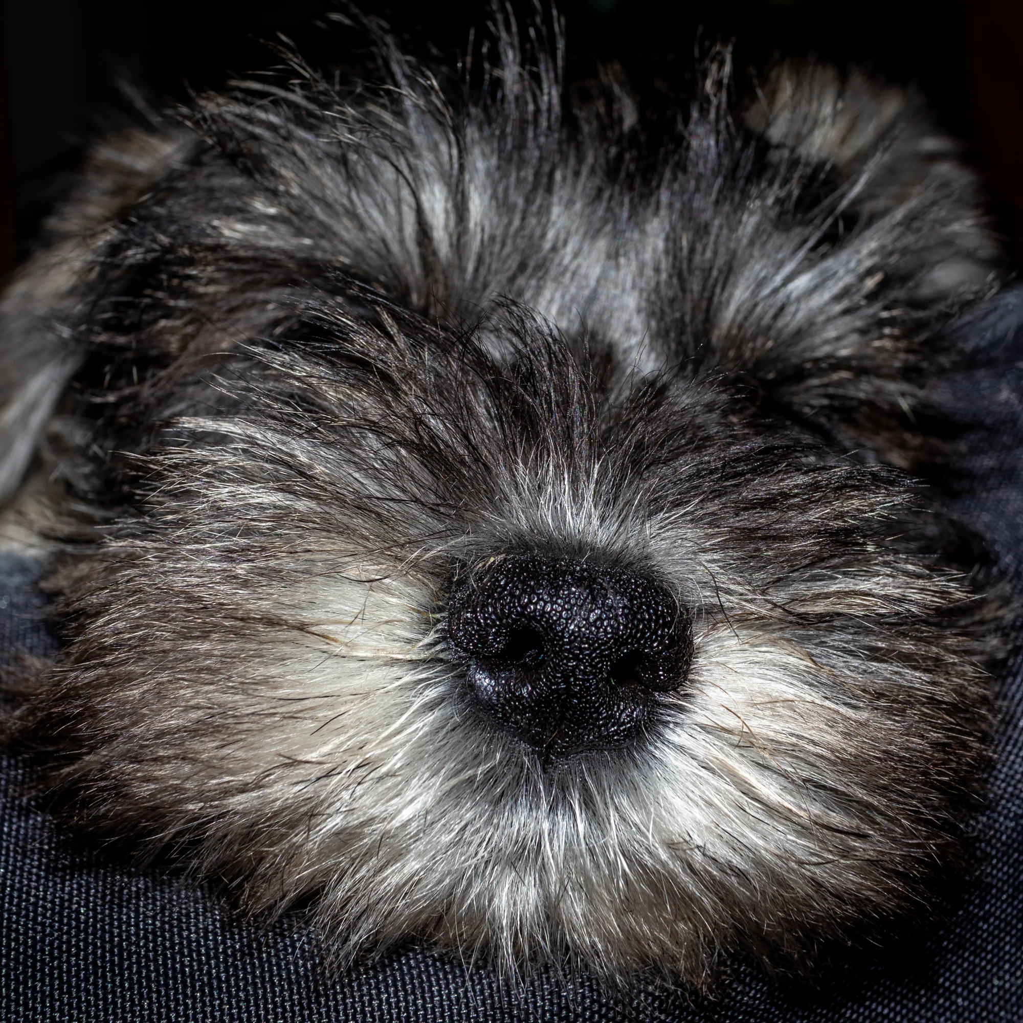 Pets - Photographer - Brian Duffy -11.jpg