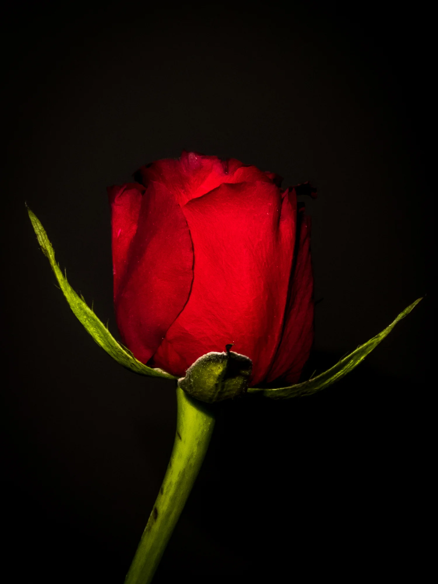 Still Life - Photographer - Brian Duffy -11.jpg