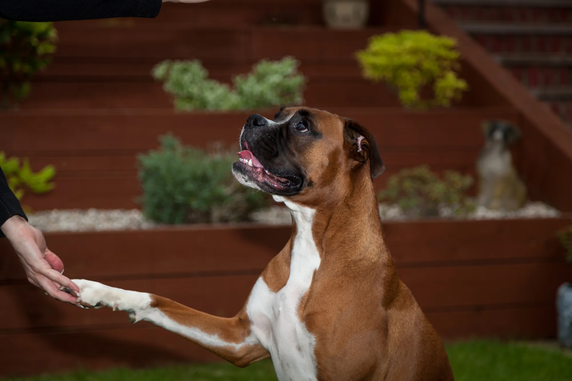 Pets - Photographer - Brian Duffy -13.jpg