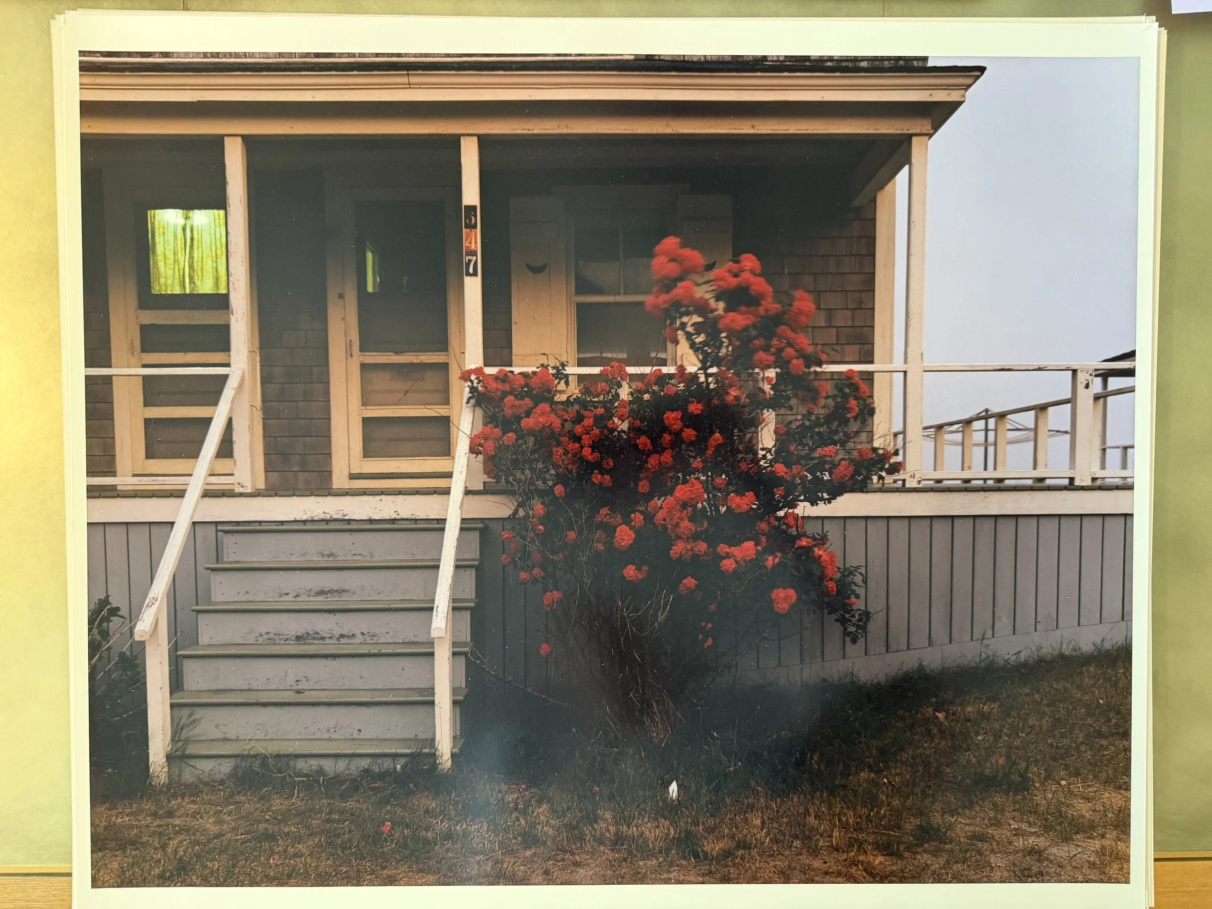 Dusk, Roses, Ptown, 1977