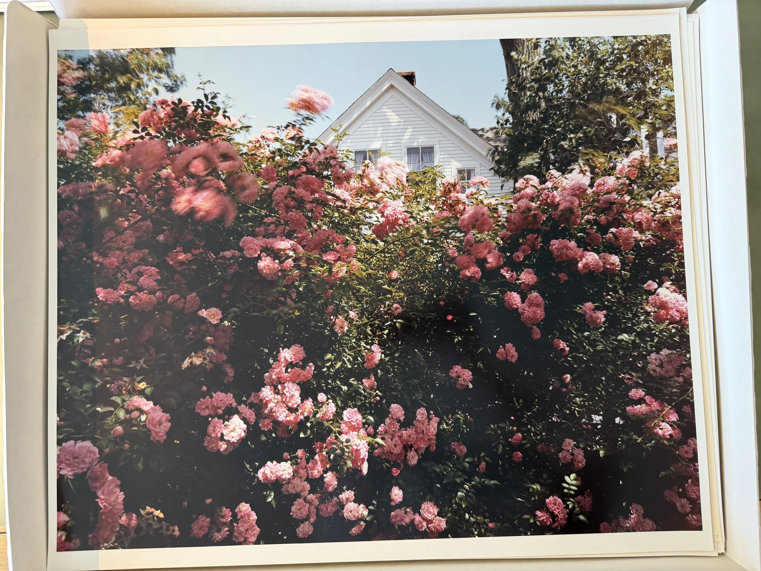 Roses, Ptown, 1983